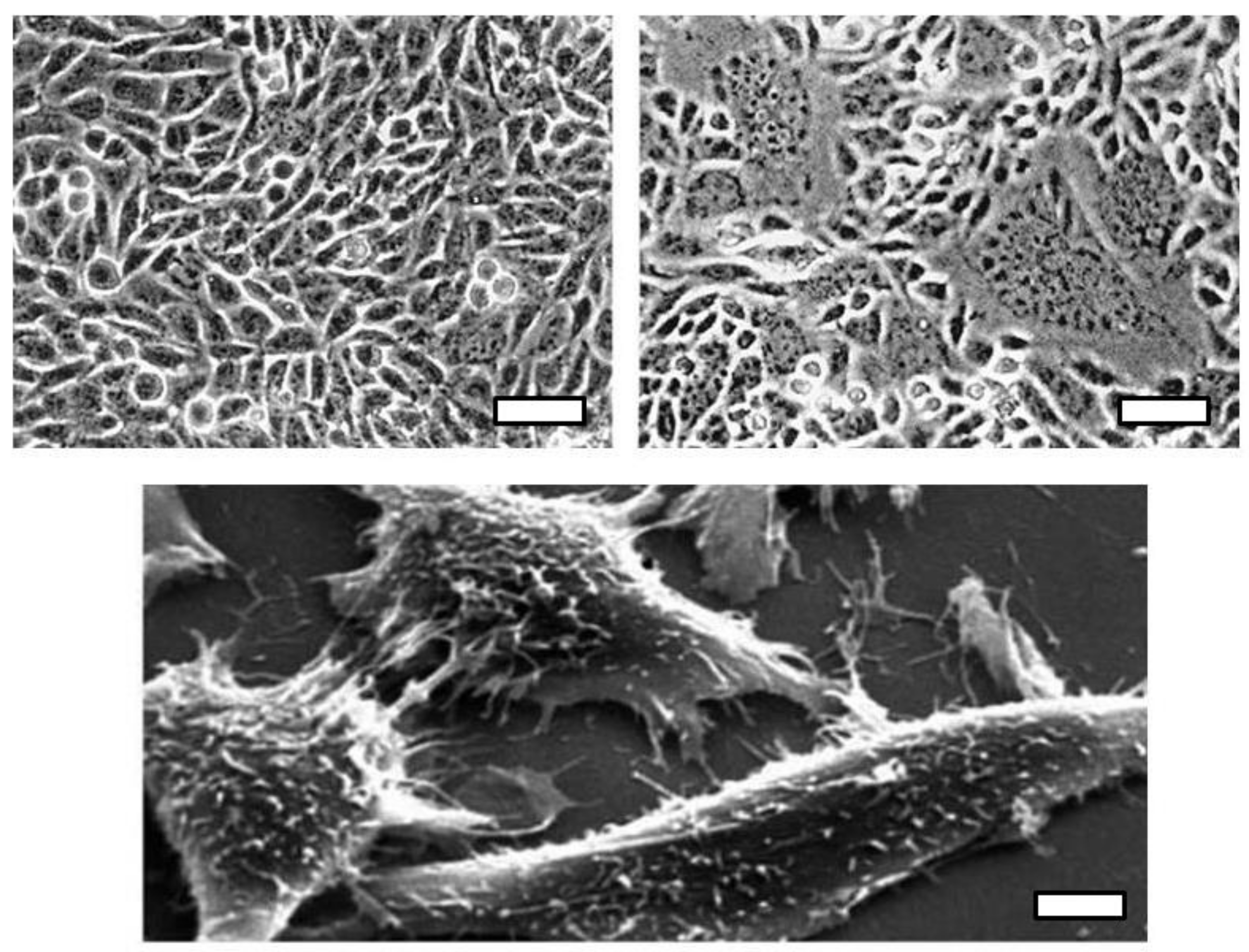 Viruses 10 00203 g003