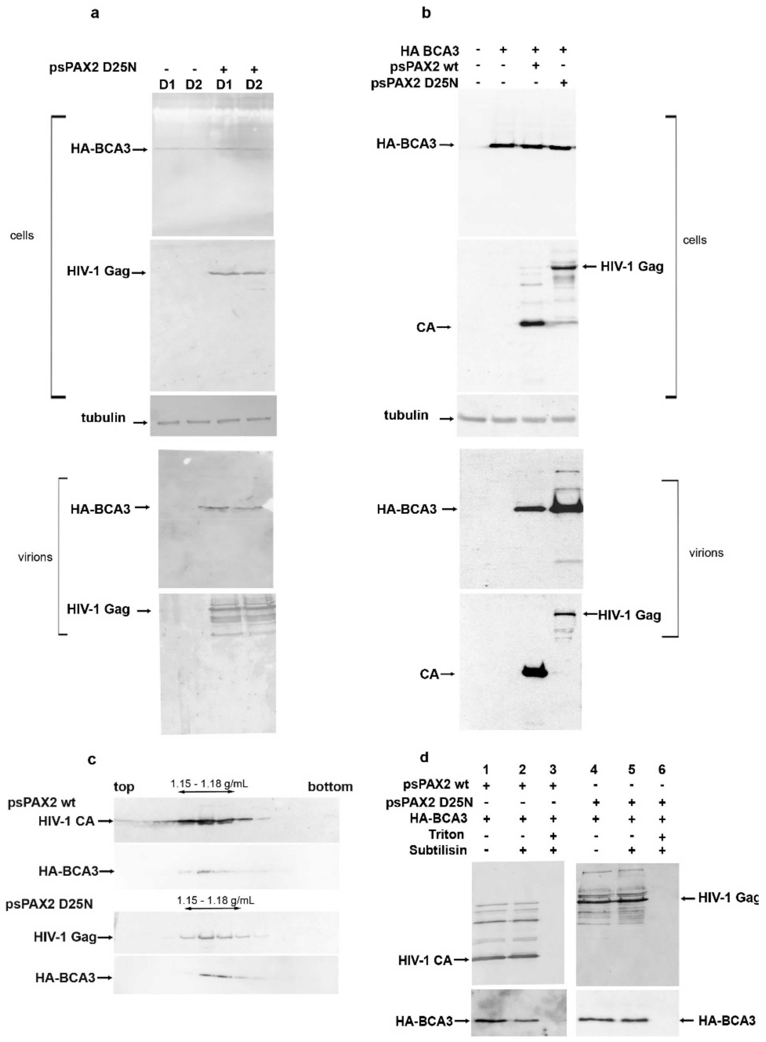 Viruses 10 00212 g001