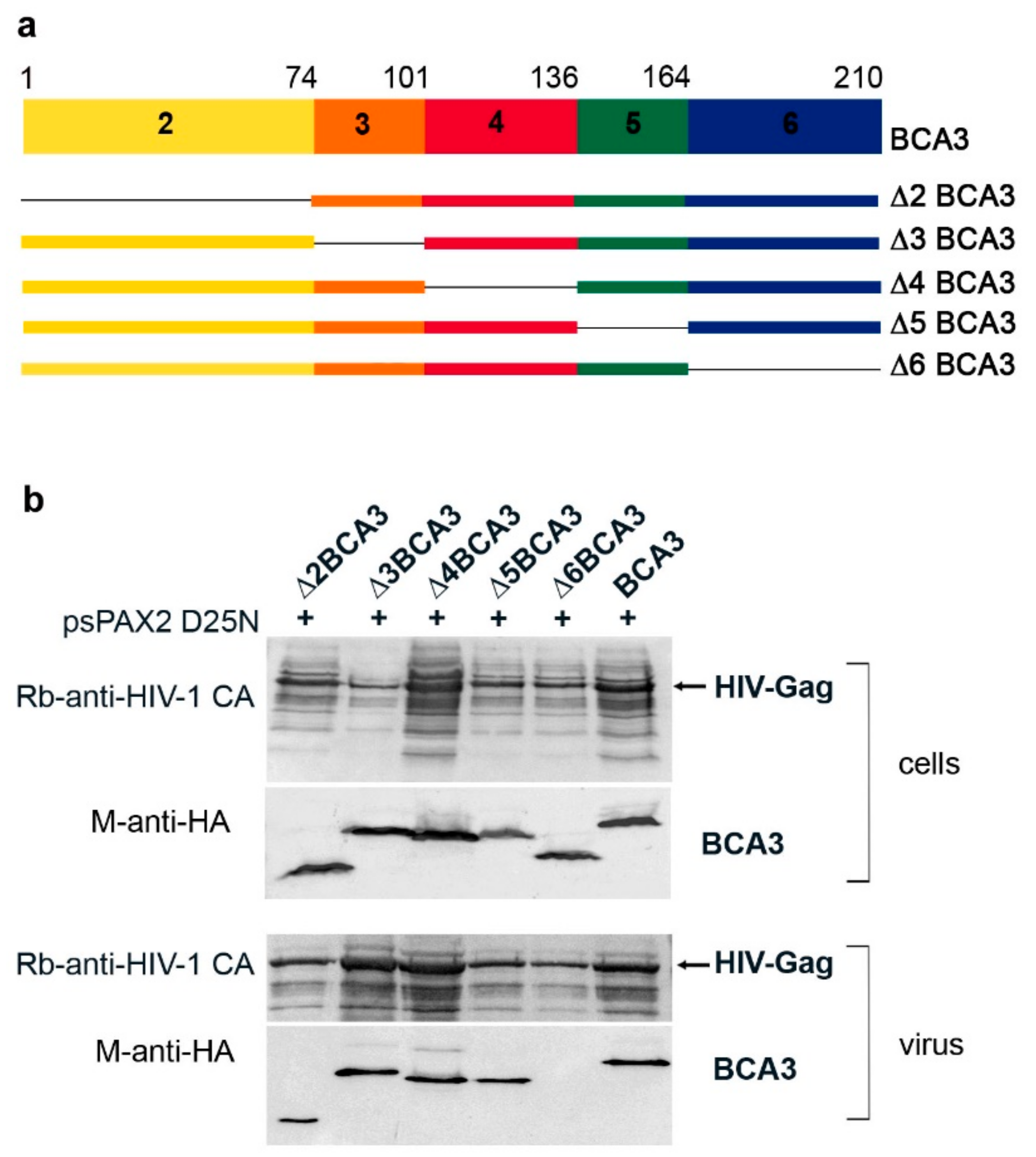 Viruses 10 00212 g002