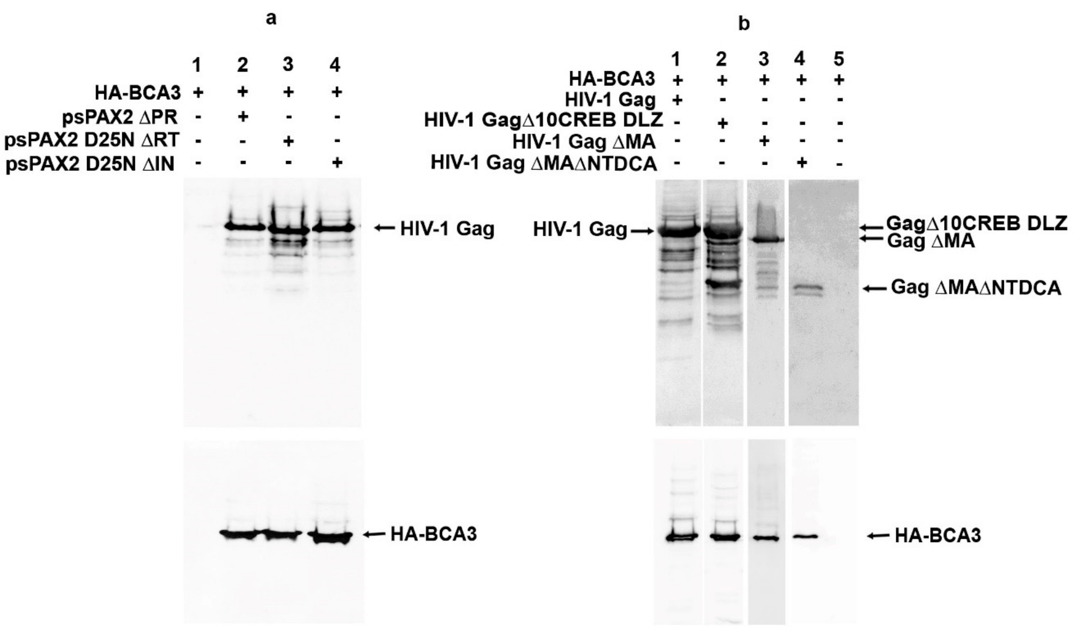 Viruses 10 00212 g005