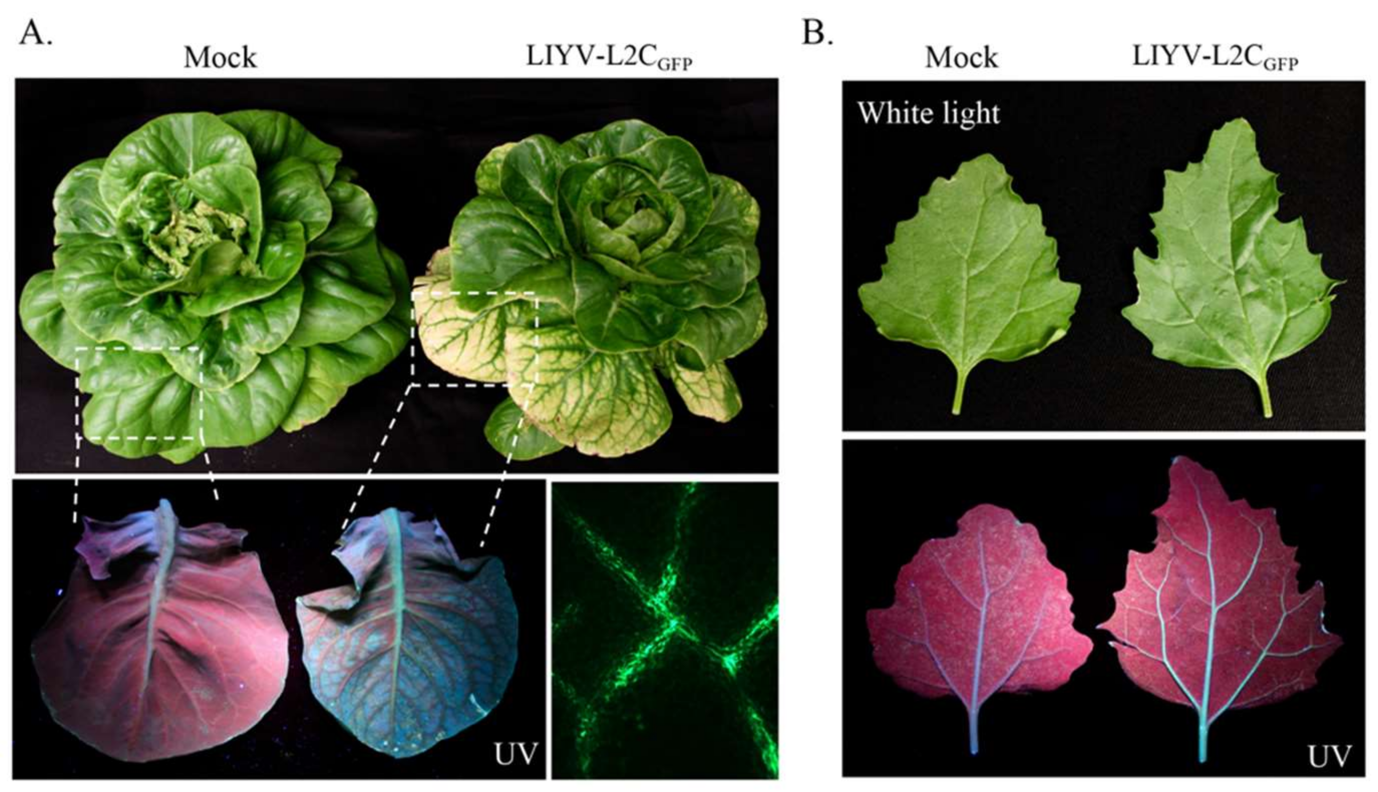 Viruses 10 00216 g006