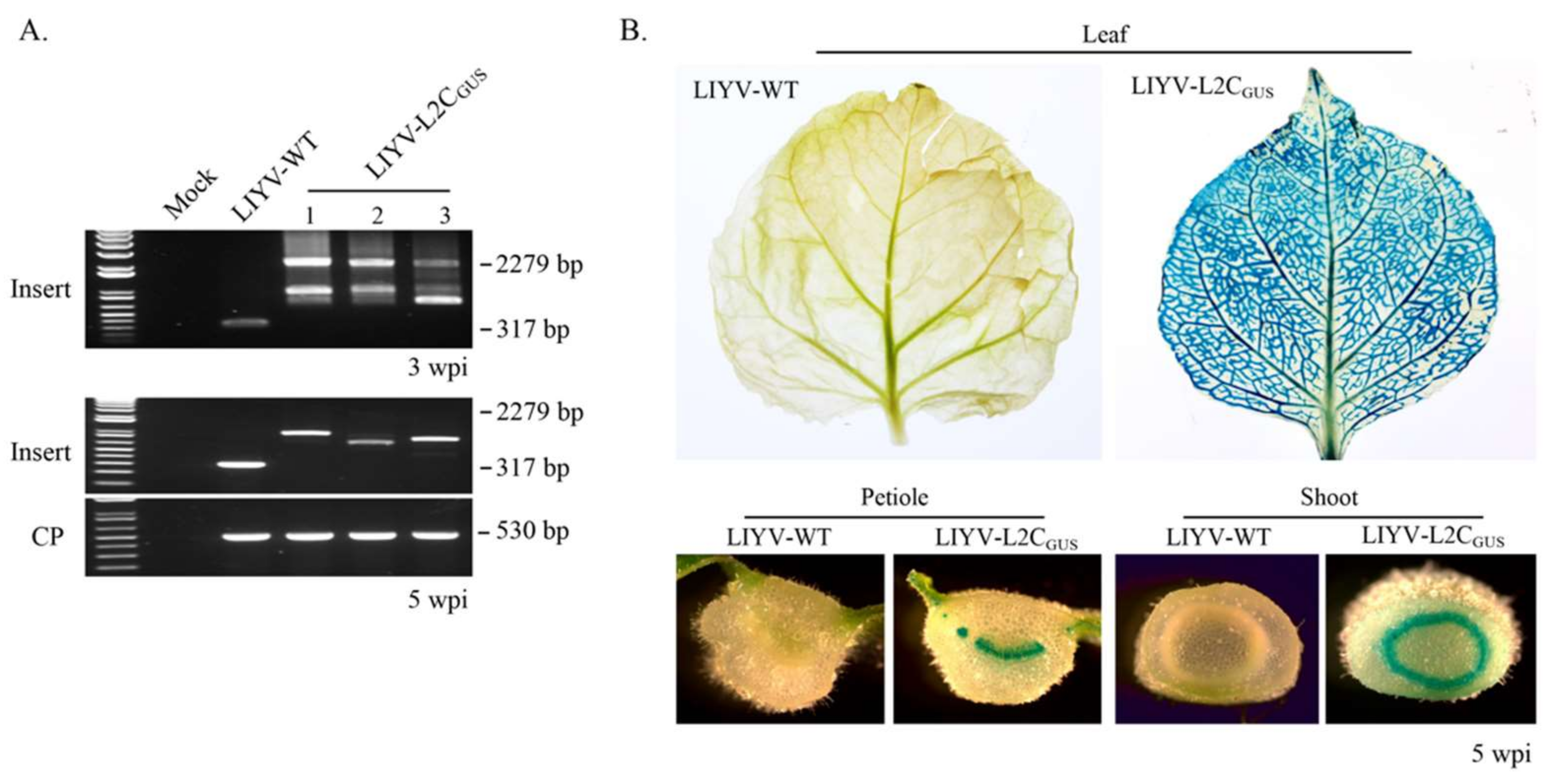 Viruses 10 00216 g007