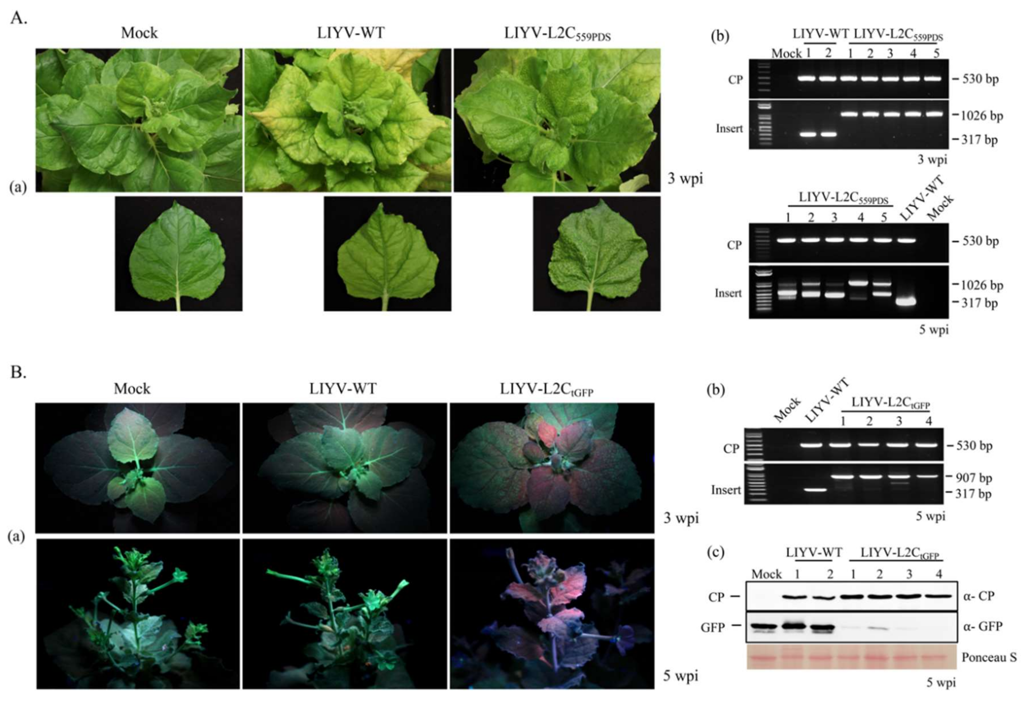 Viruses 10 00216 g008