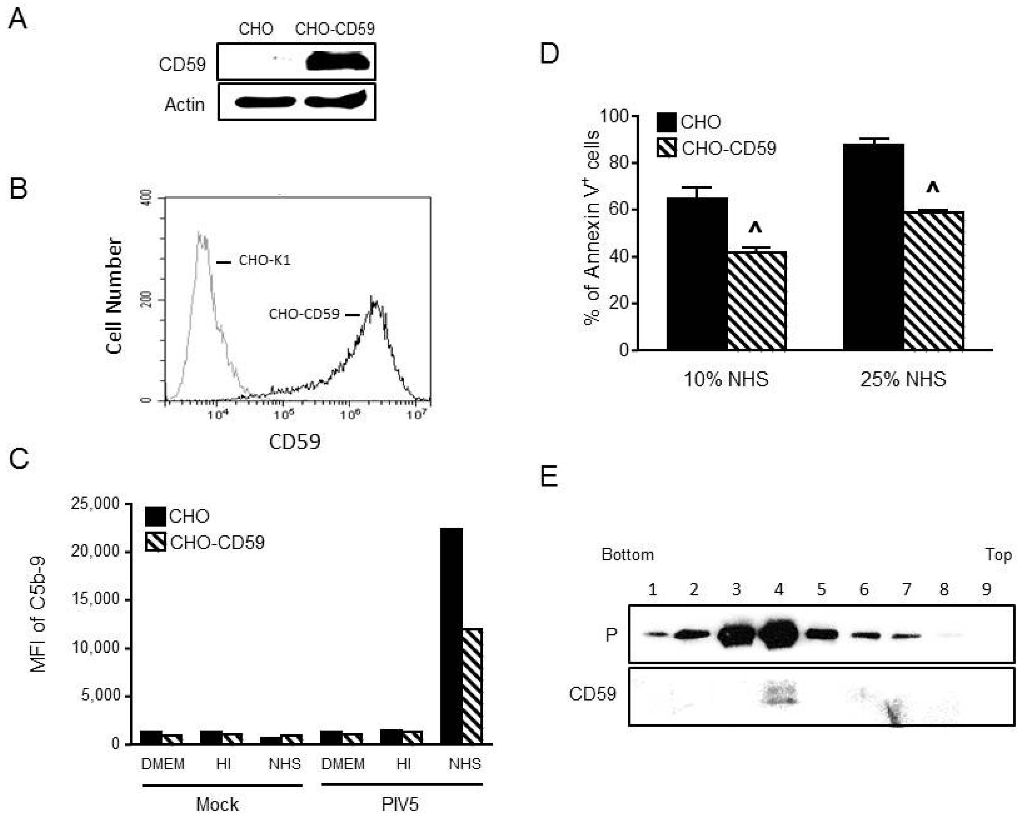Viruses 10 00219 g002