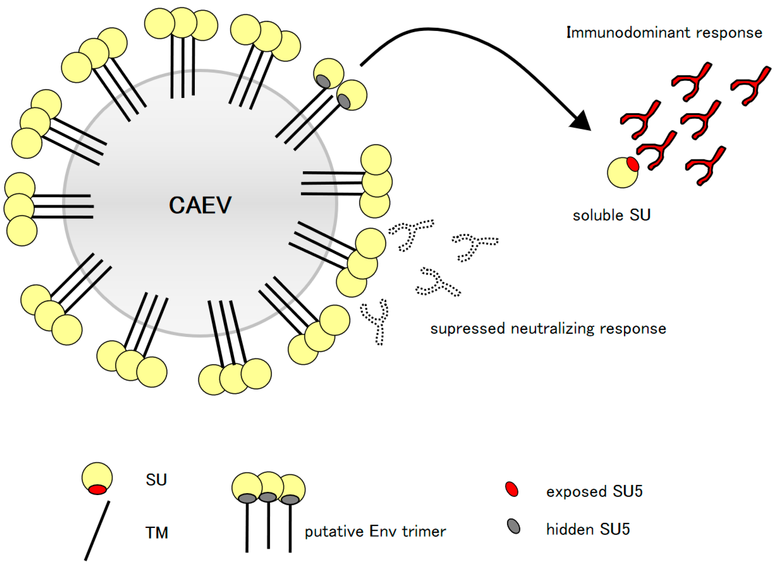 Viruses 10 00231 g004 Viruses 10 00231 g004