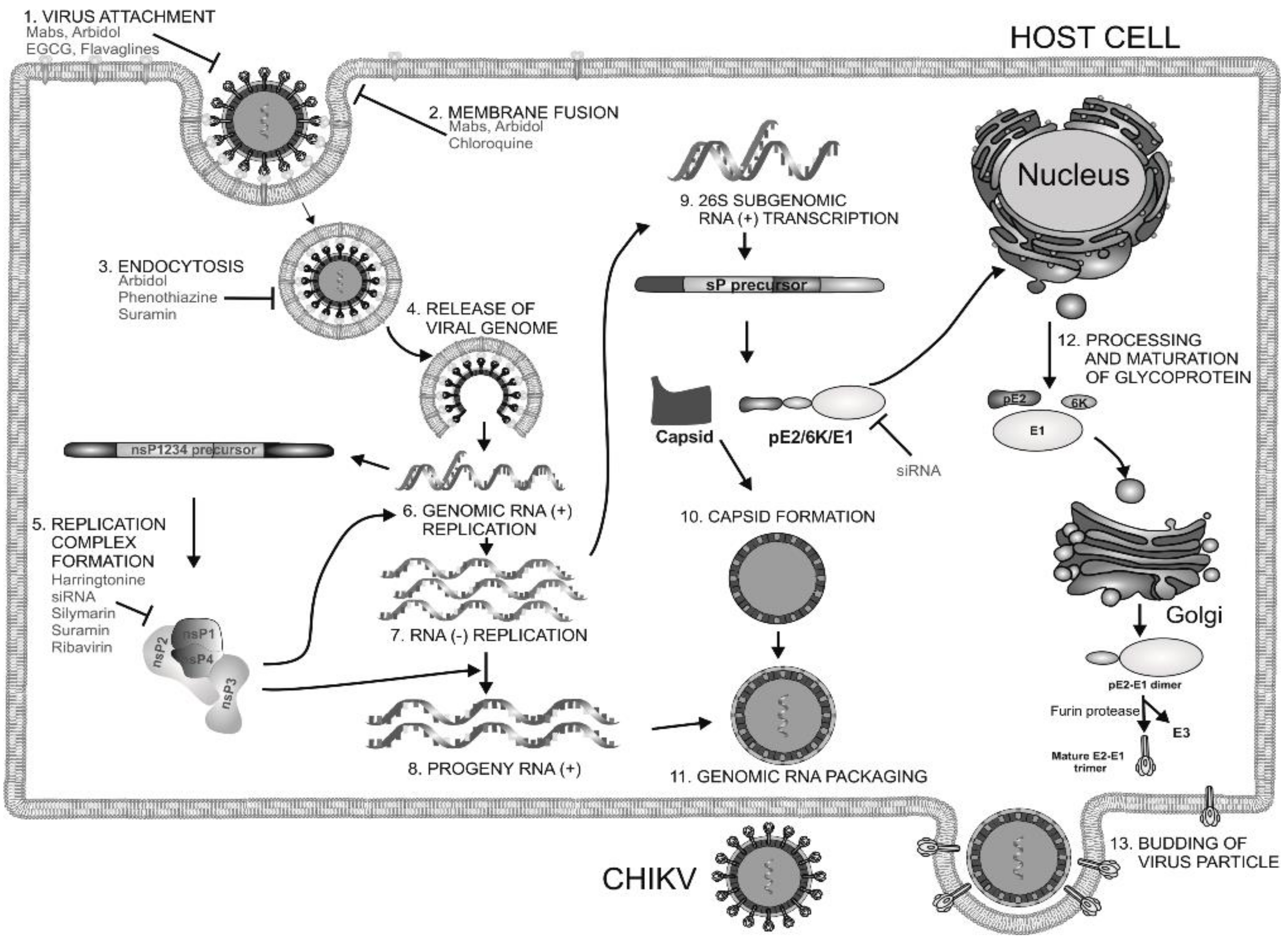 Viruses 10 00235 g001