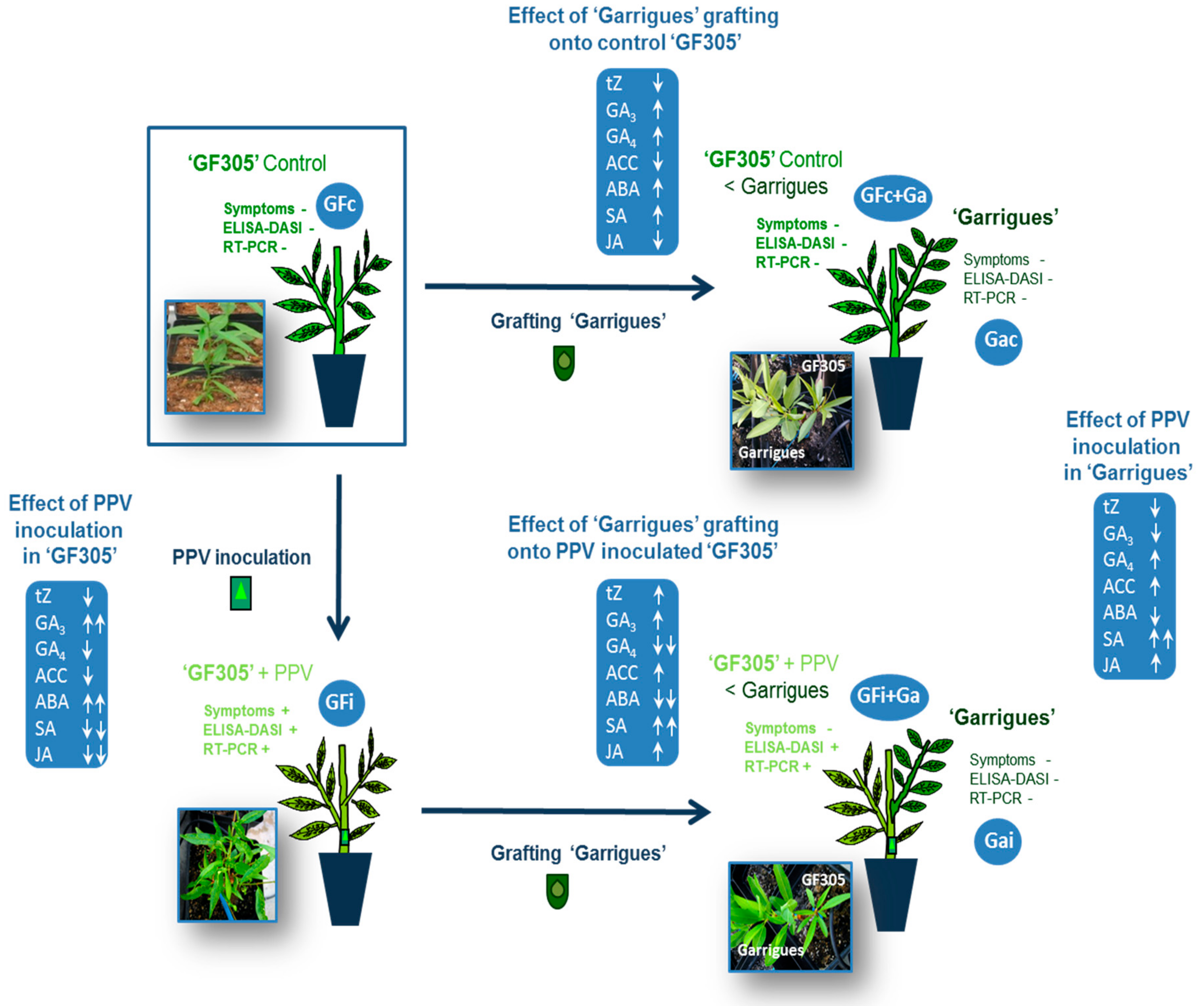 Viruses 10 00238 g001