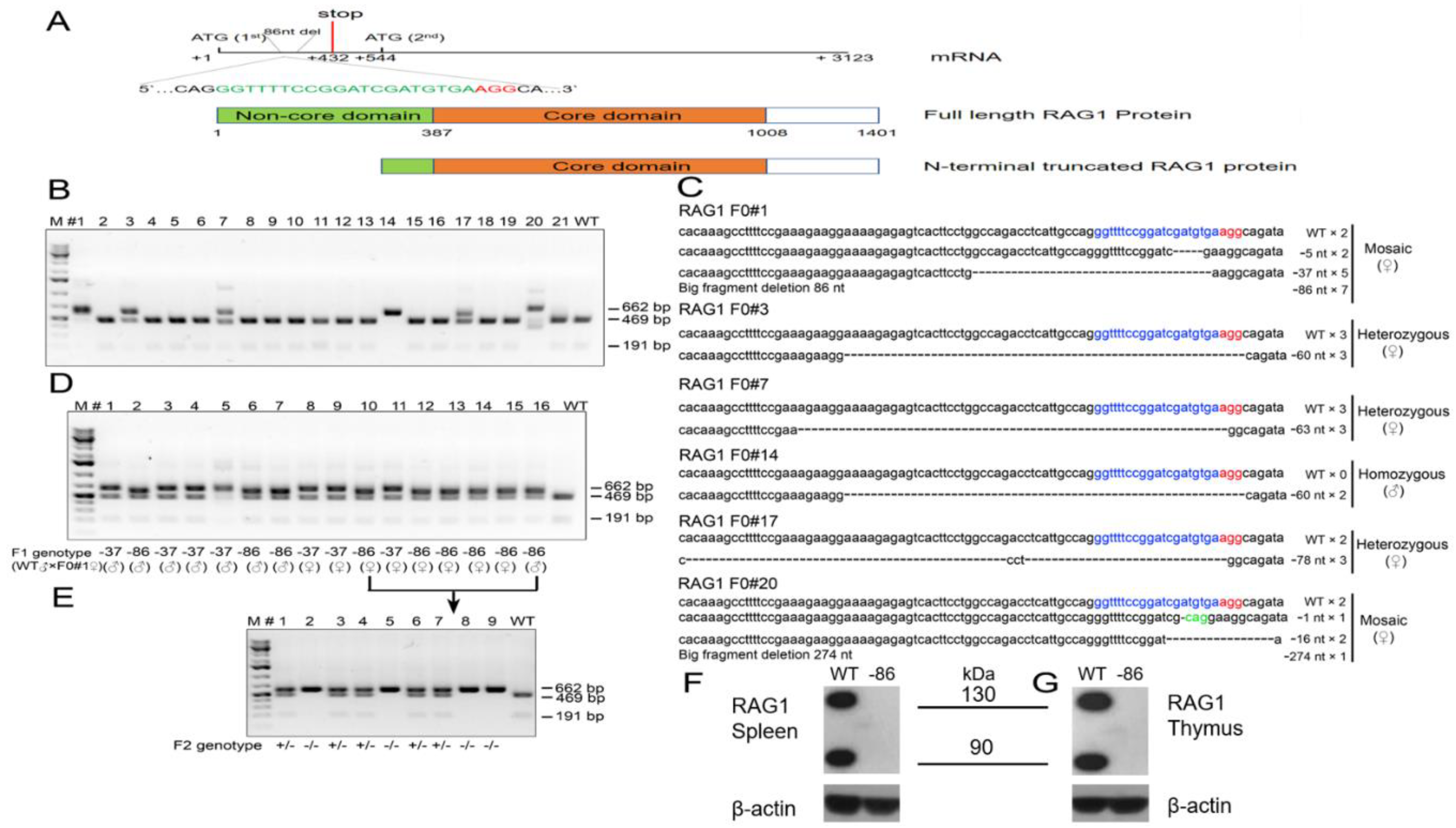Viruses 10 00243 g001