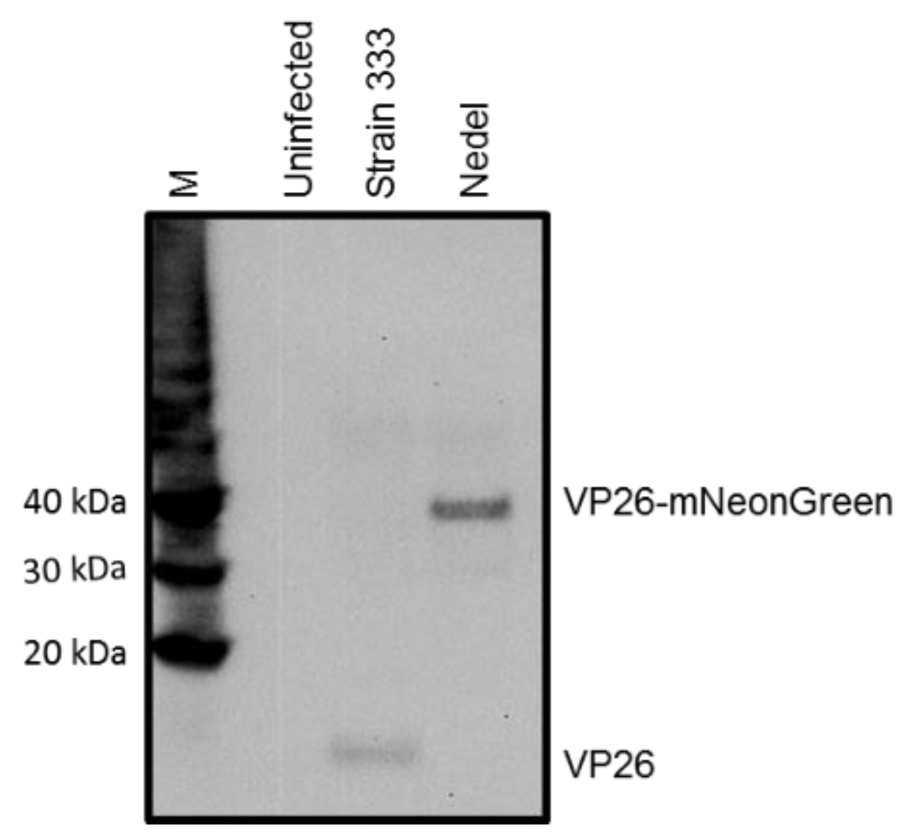 Viruses 10 00246 g001 Viruses 10 00246 g001
