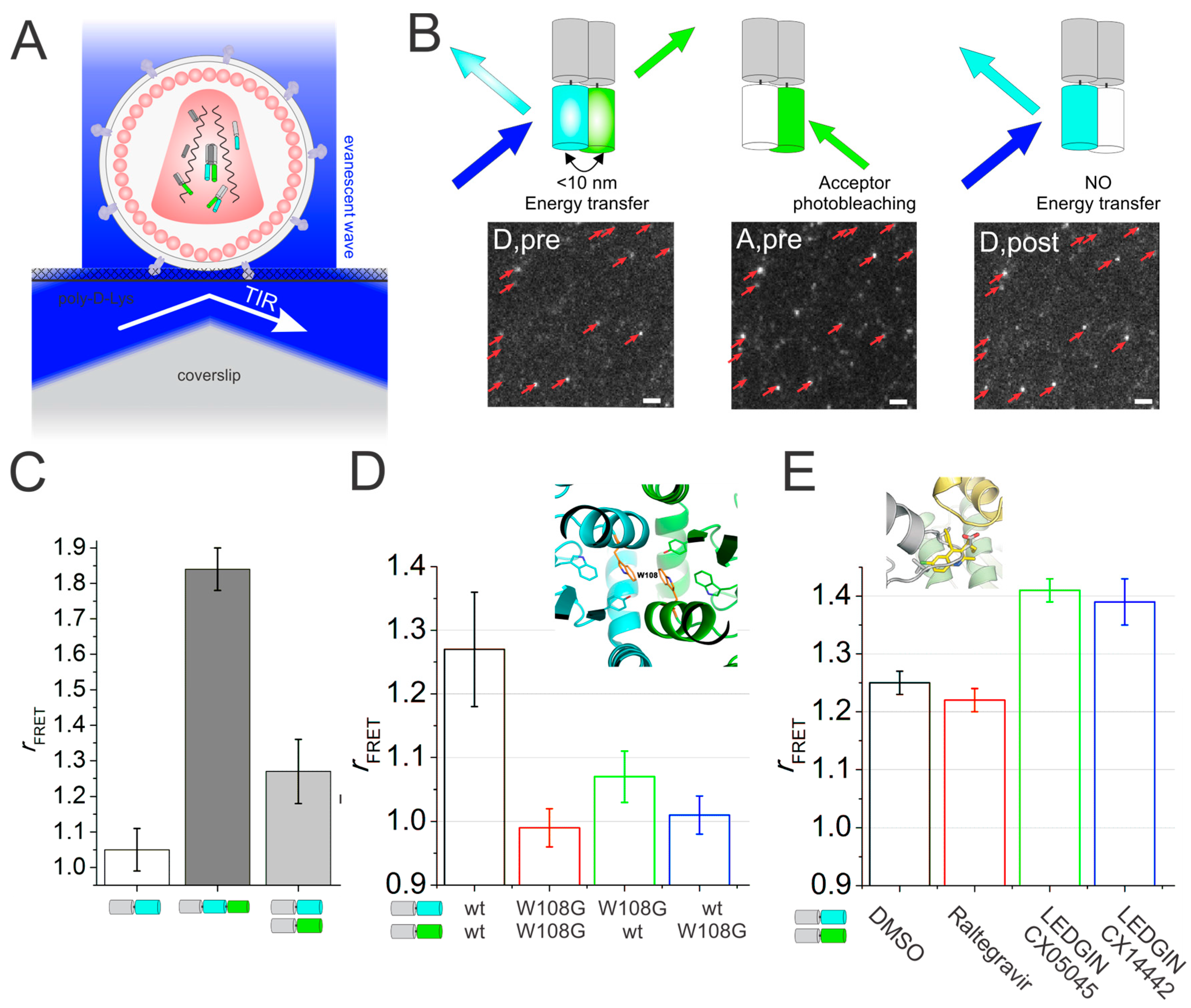 Viruses 10 00250 g001