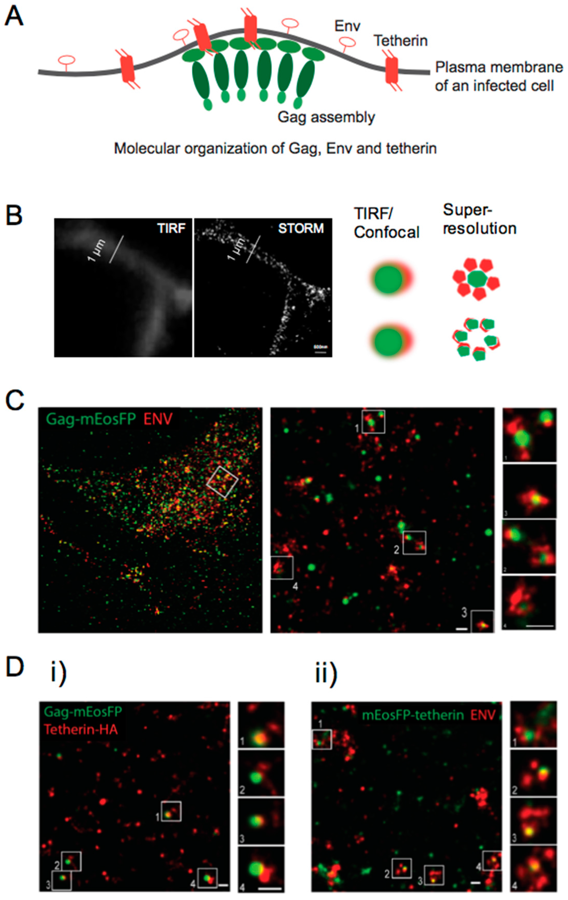 Viruses 10 00250 g005