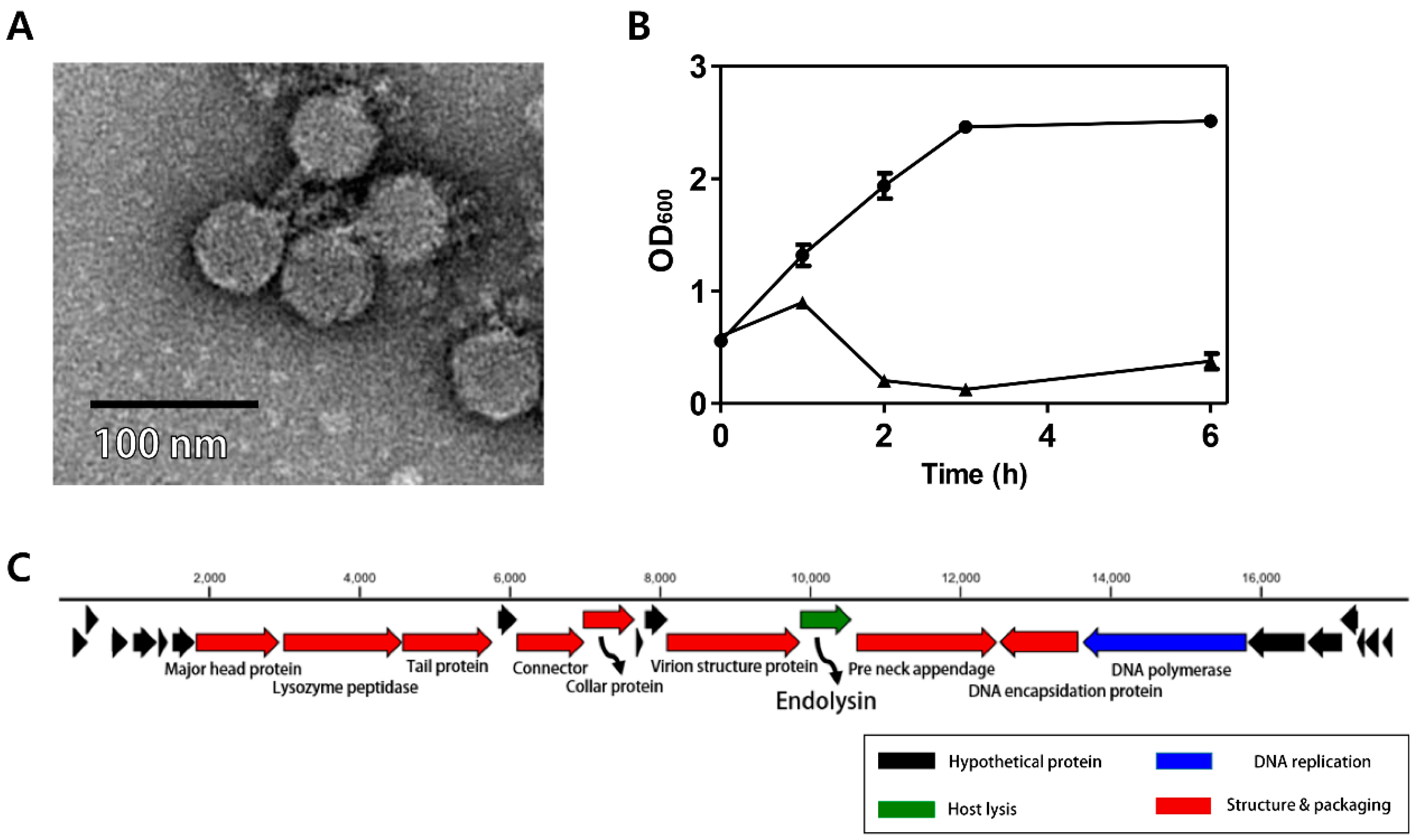 Viruses 10 00251 g001
