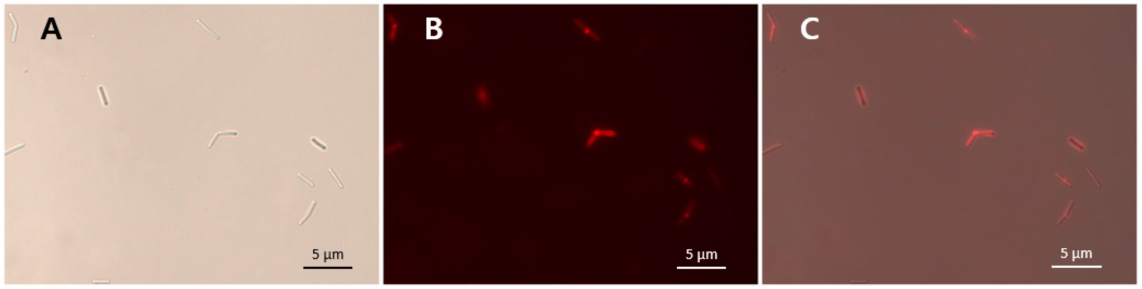 Viruses 10 00251 g005