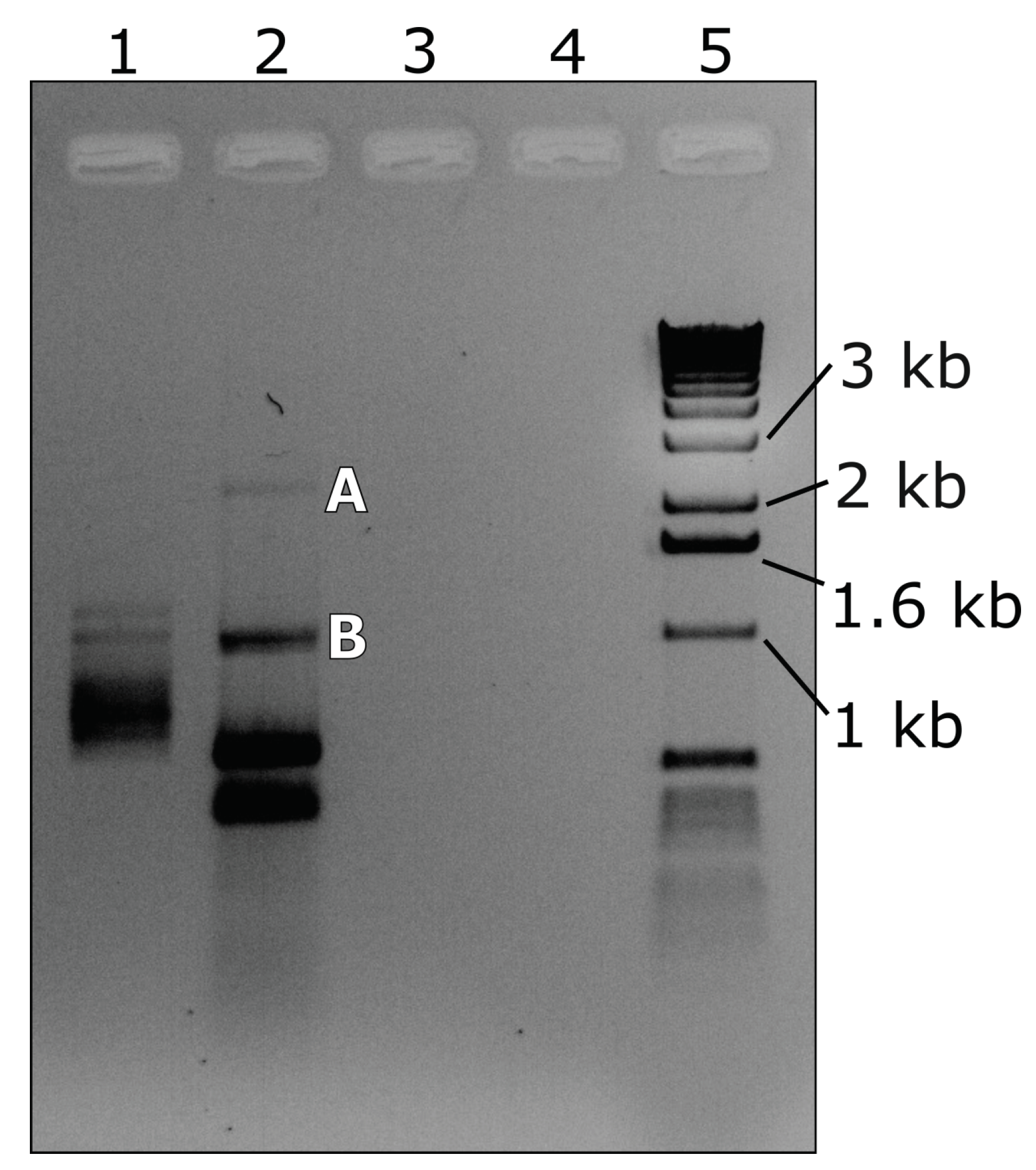 Viruses 10 00260 g006