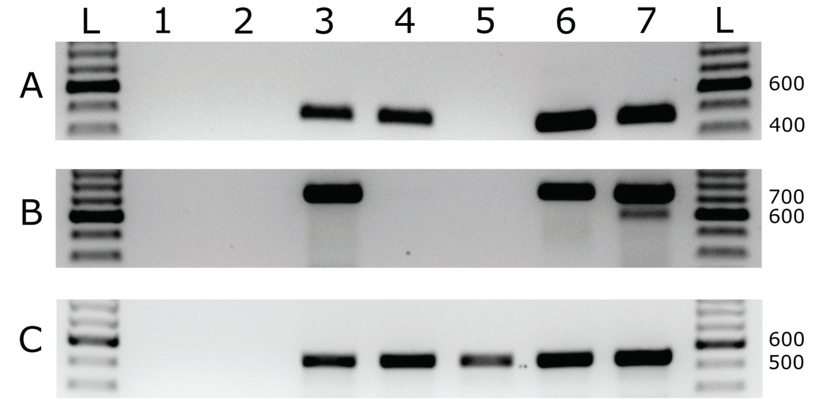 Viruses 10 00260 g007
