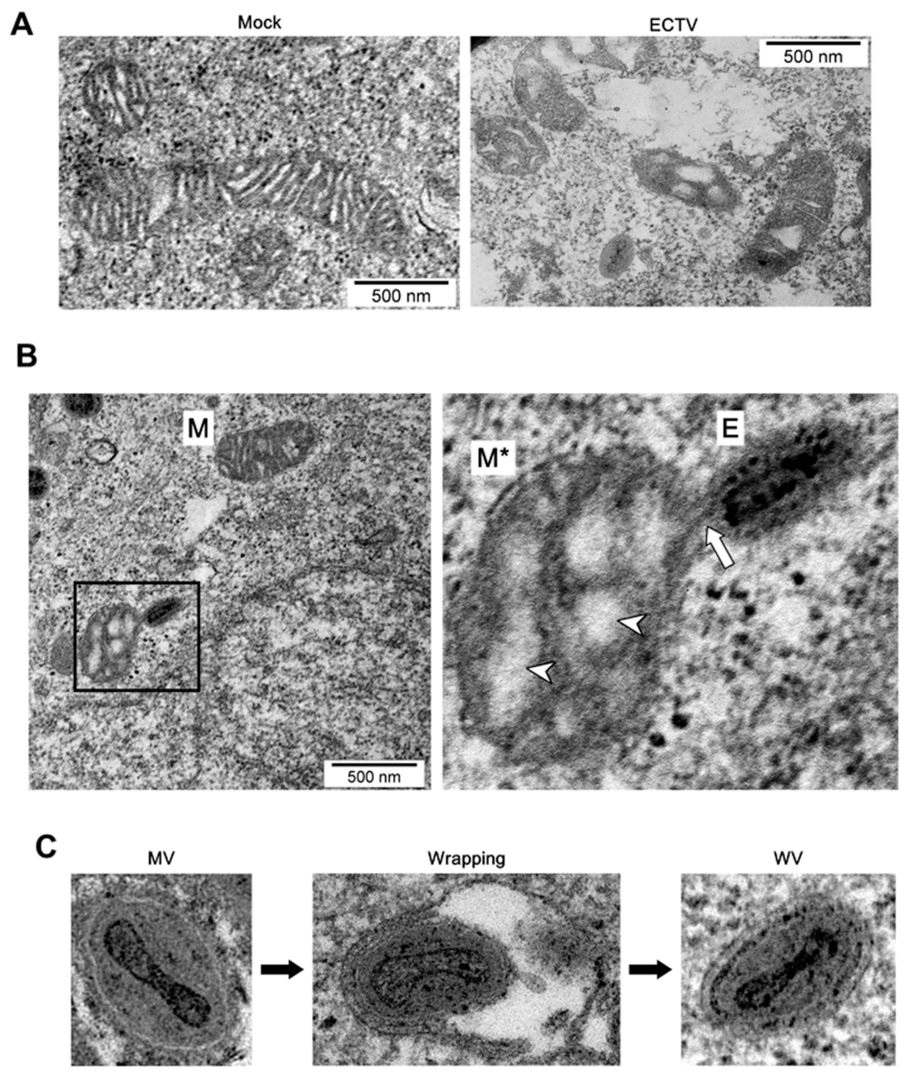Viruses 10 00266 g011