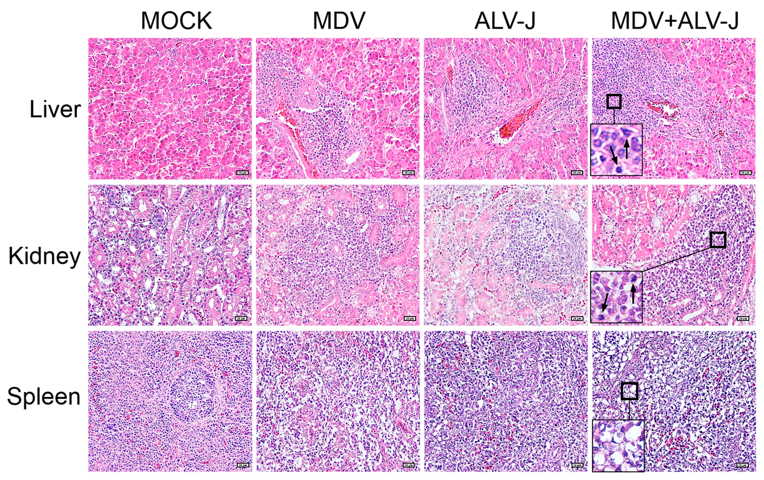 Viruses 10 00271 g005