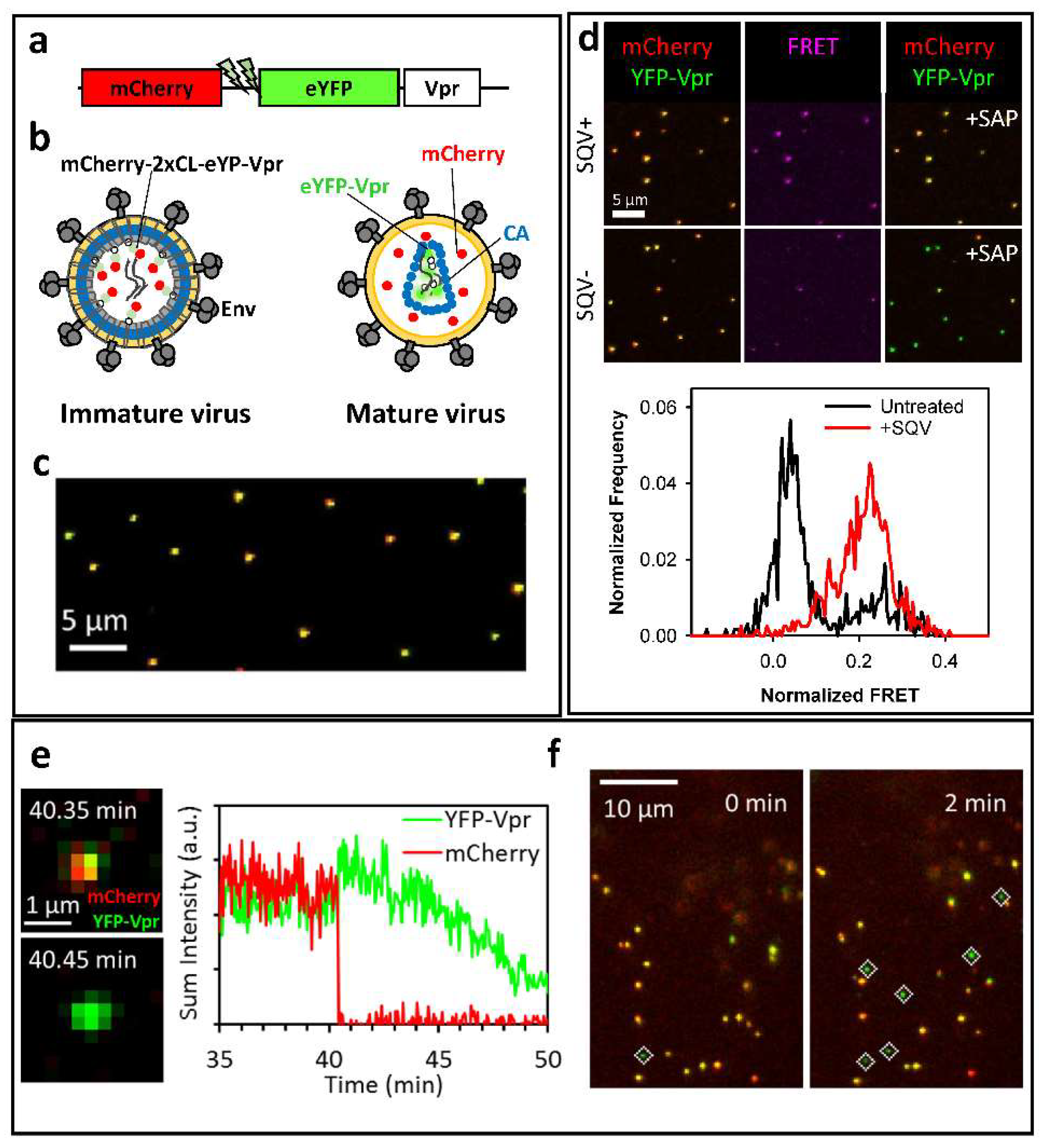 Viruses 10 00275 g001 Viruses 10 00275 g001