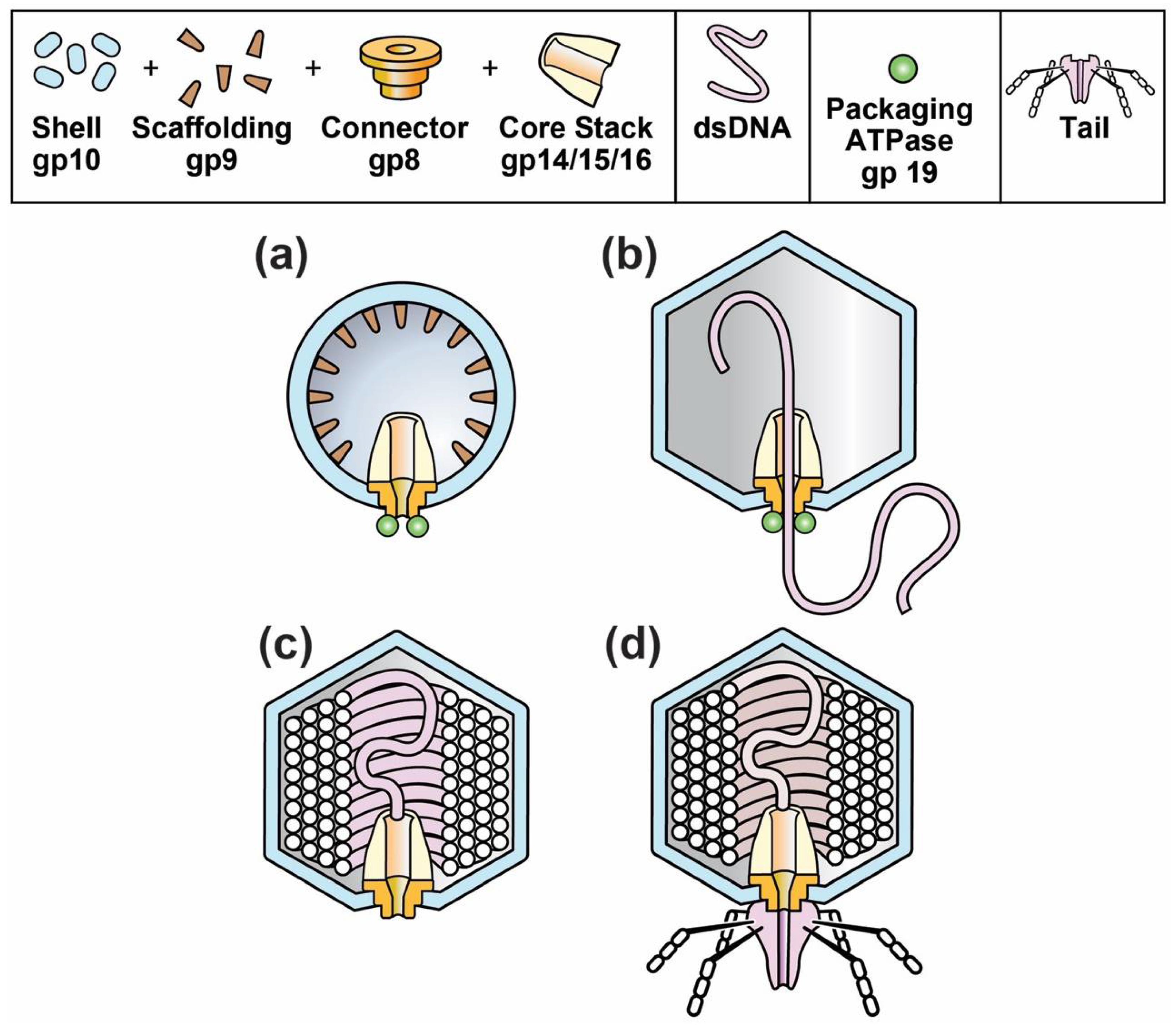 Viruses 10 00307 g001