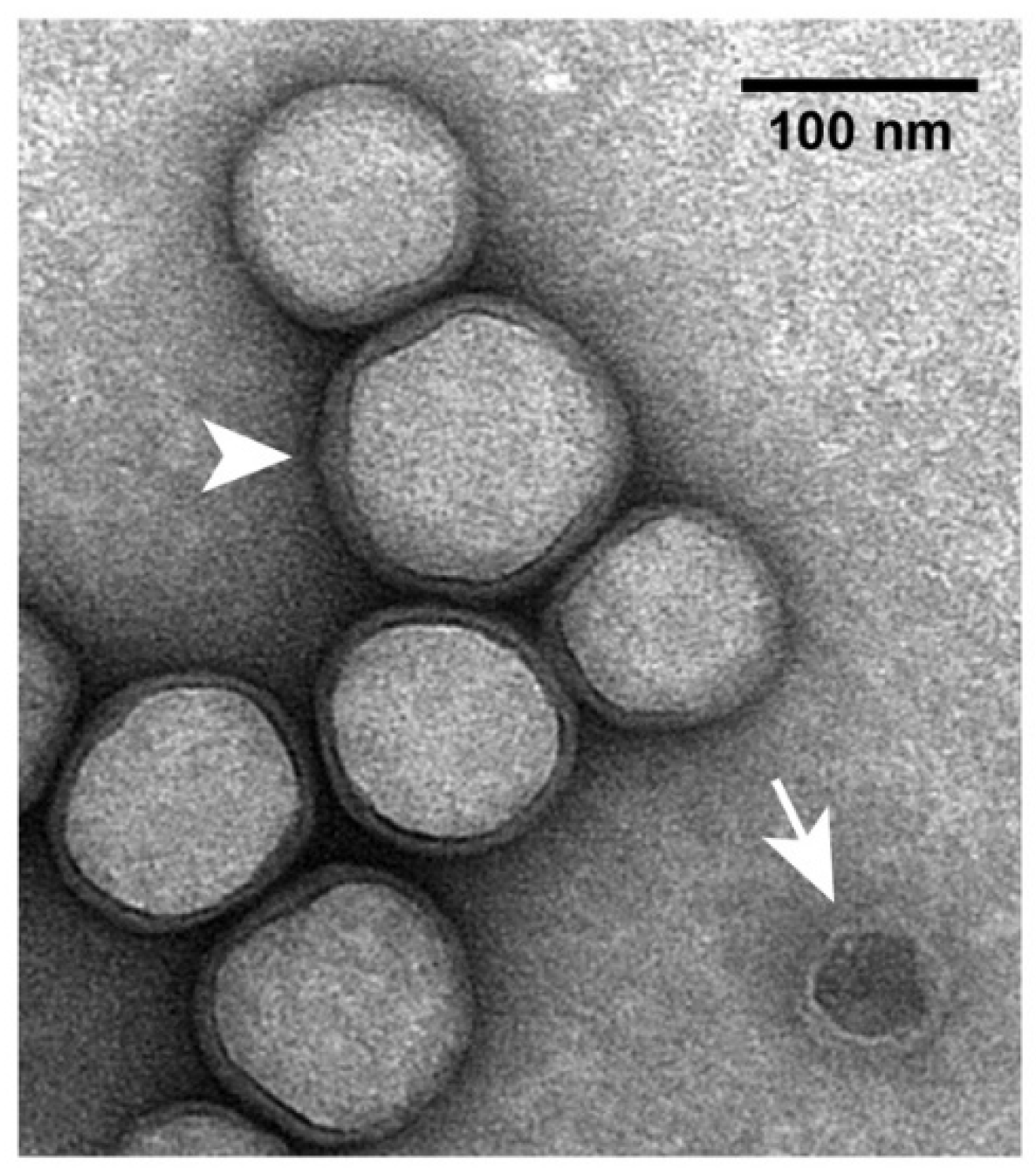 Viruses 10 00307 g004