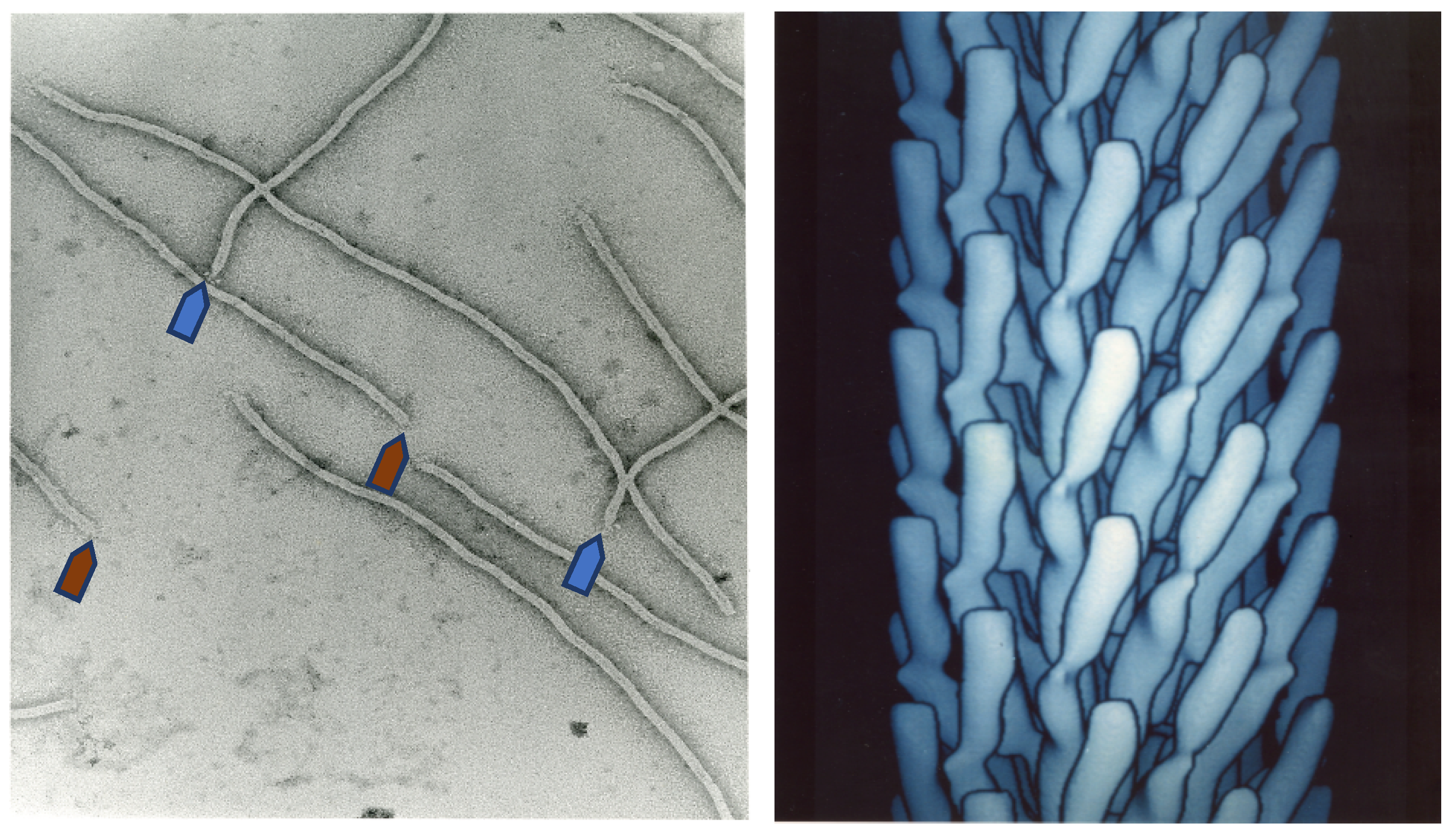 Viruses 10 00311 g001