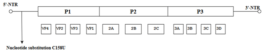 Viruses 10 00320 i007