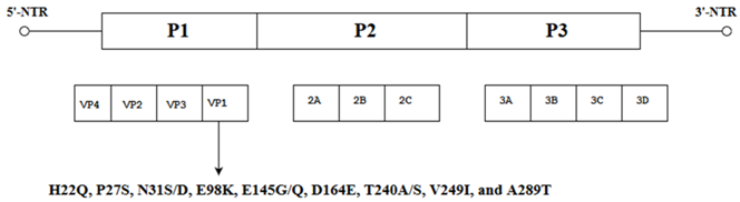 Viruses 10 00320 i010