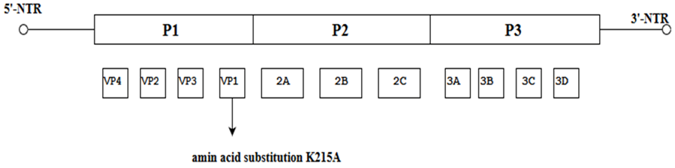 Viruses 10 00320 i011
