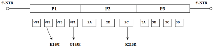 Viruses 10 00320 i013