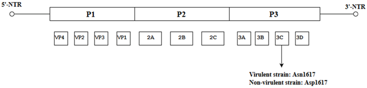 Viruses 10 00320 i014