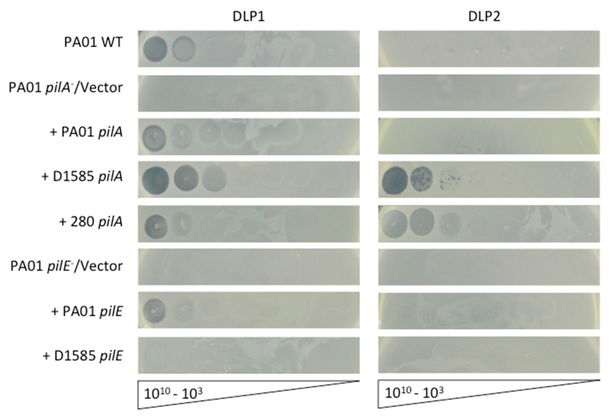 Viruses 10 00338 g001