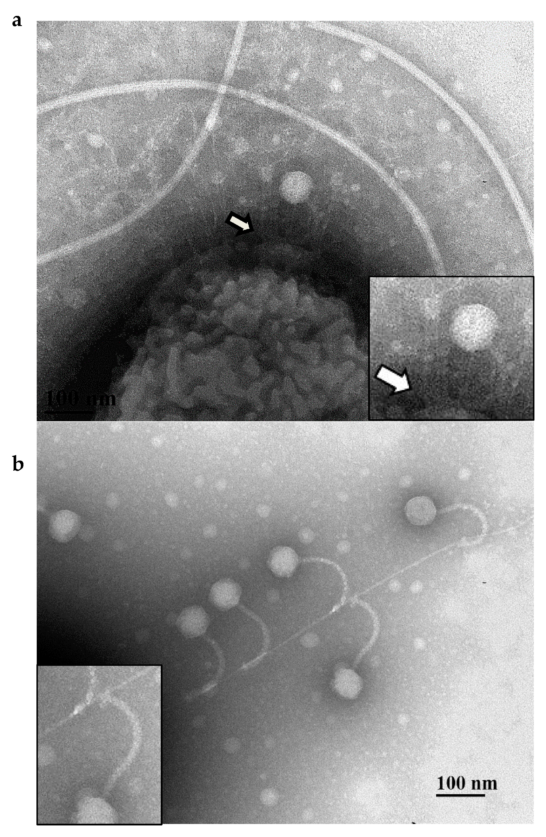 Viruses 10 00338 g002