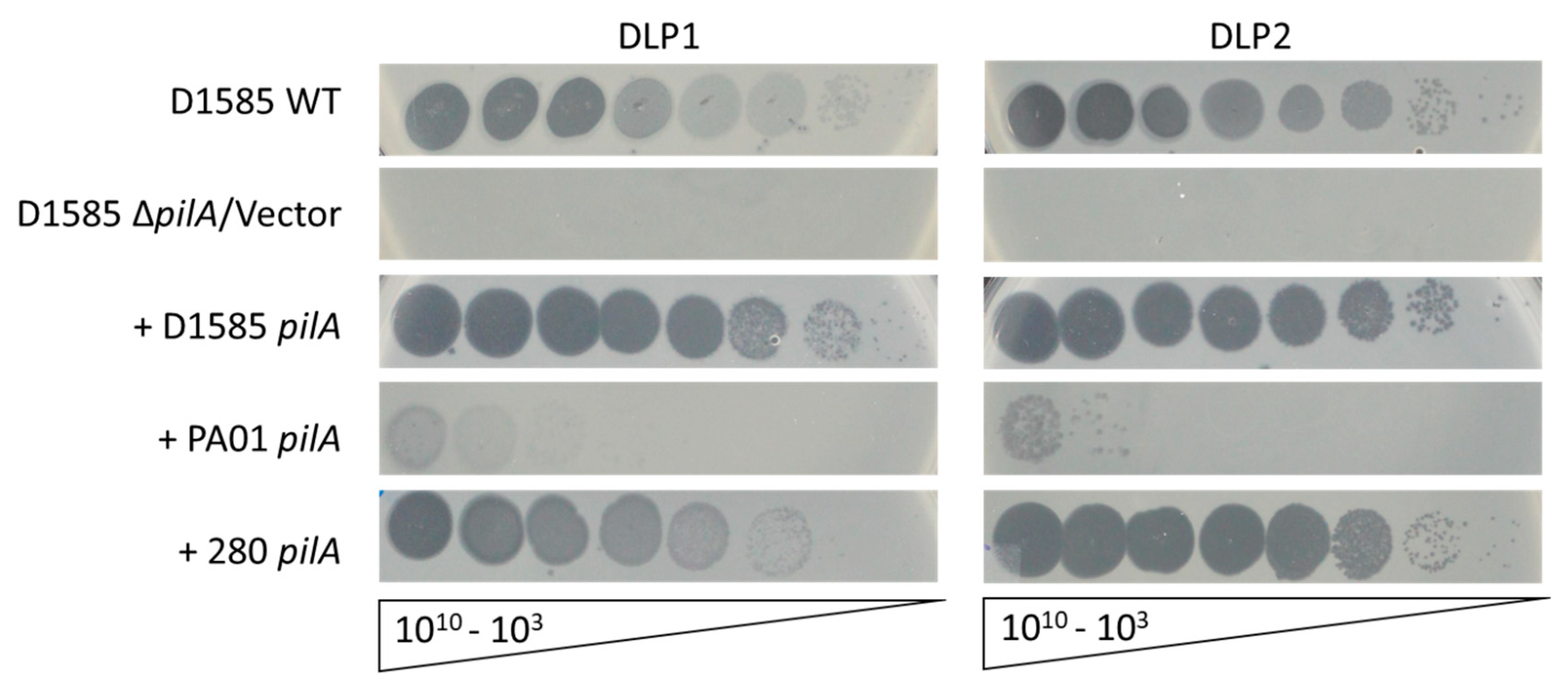Viruses 10 00338 g004
