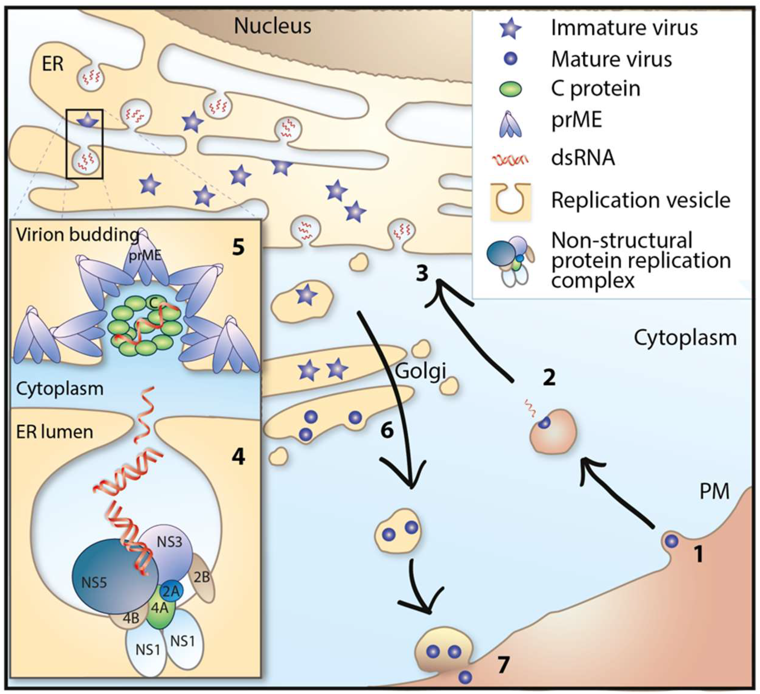Viruses 10 00340 g002