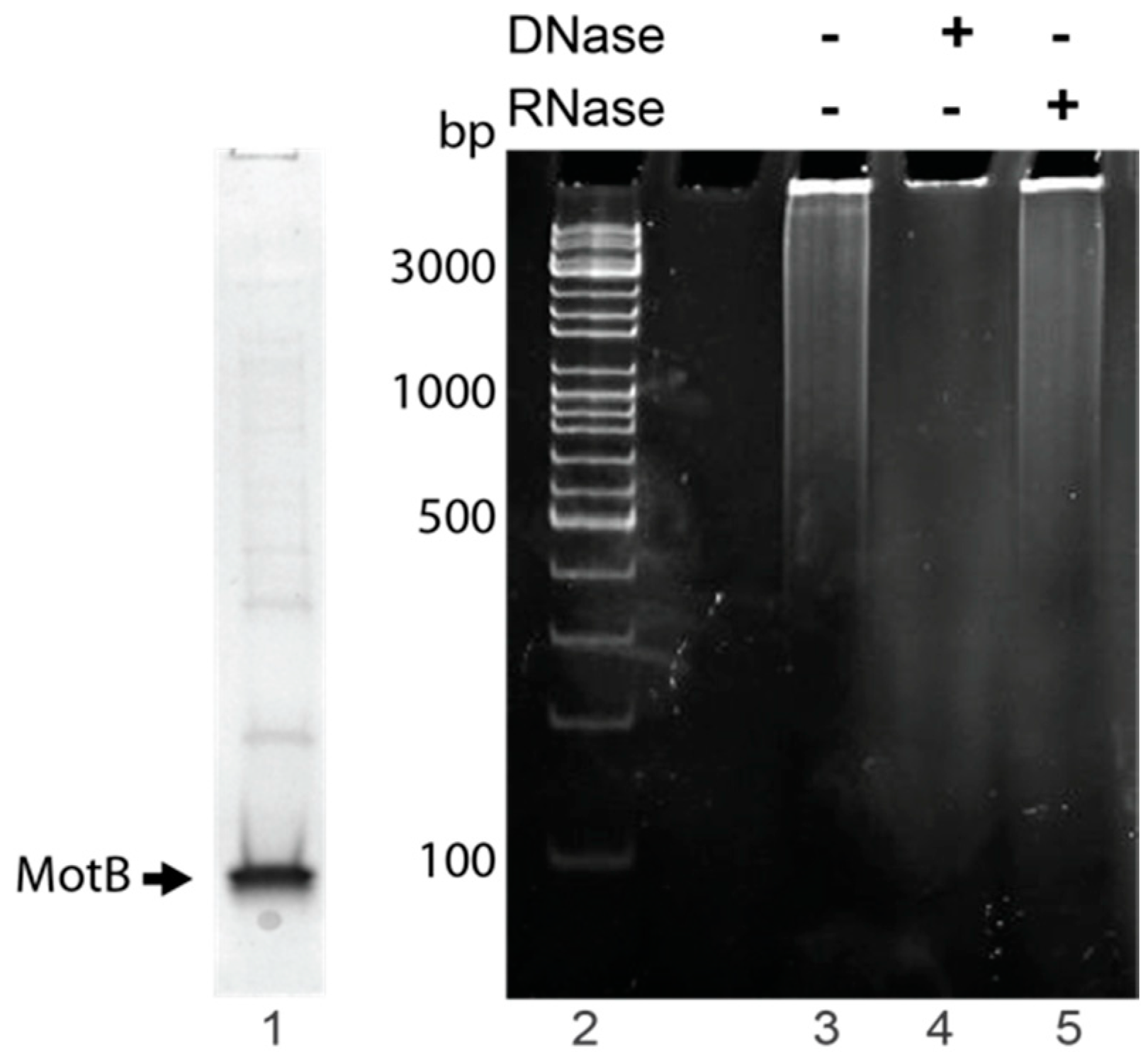 Viruses 10 00343 g002