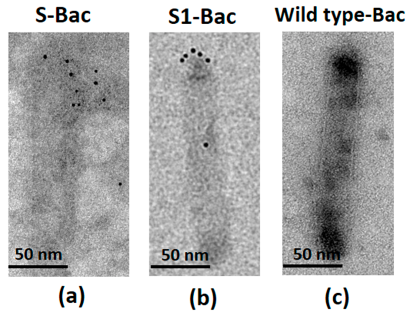 Viruses 10 00346 g003
