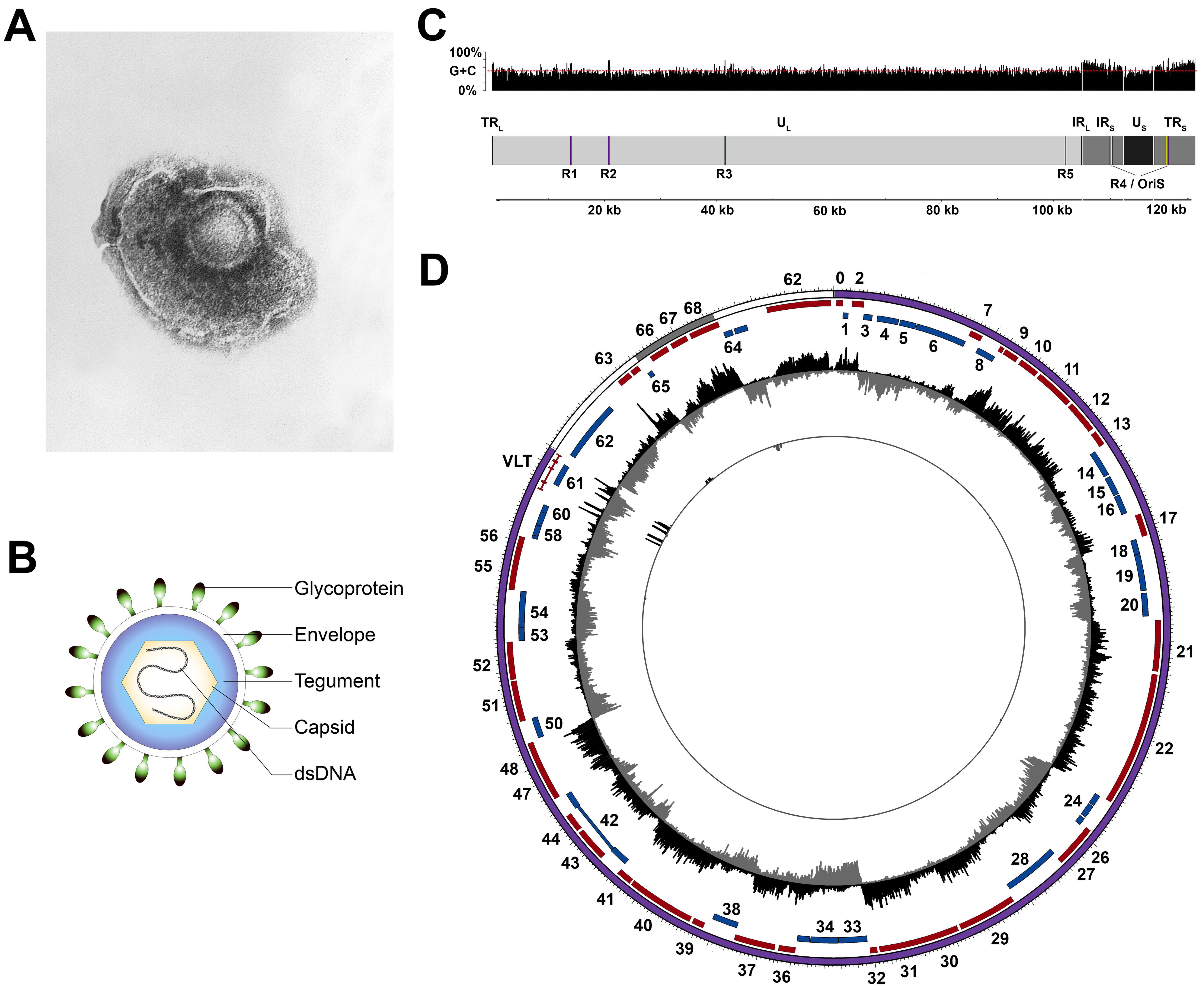 Viruses 10 00349 g001 Viruses 10 00349 g001