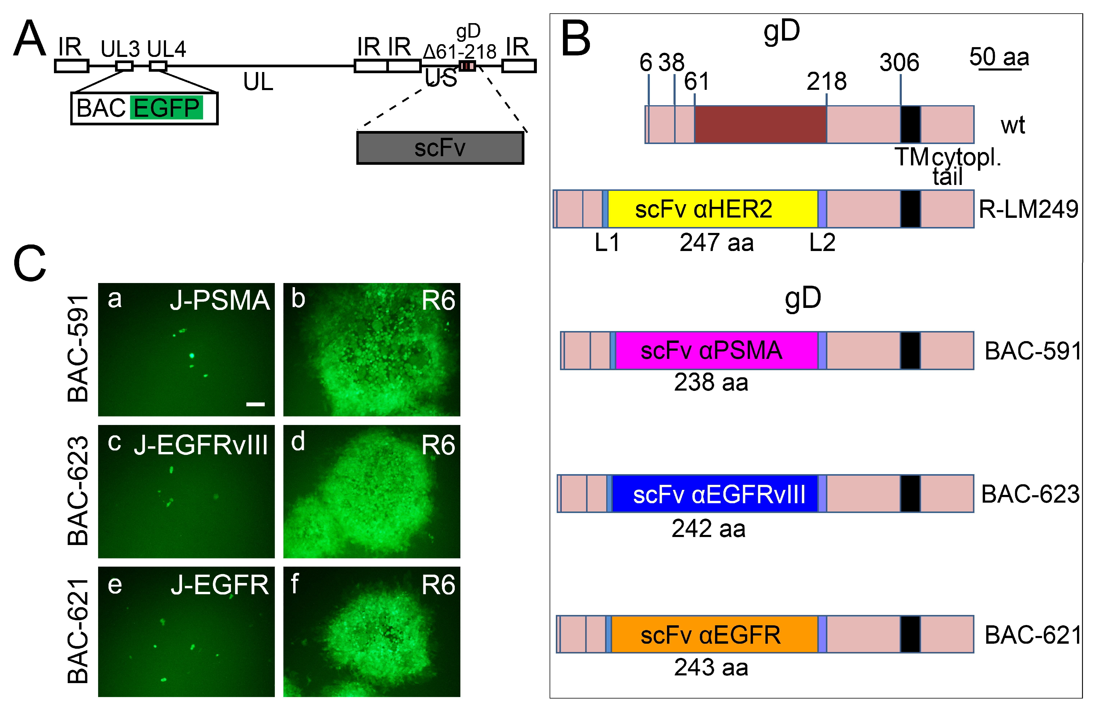 Viruses 10 00352 g005 Viruses 10 00352 g005