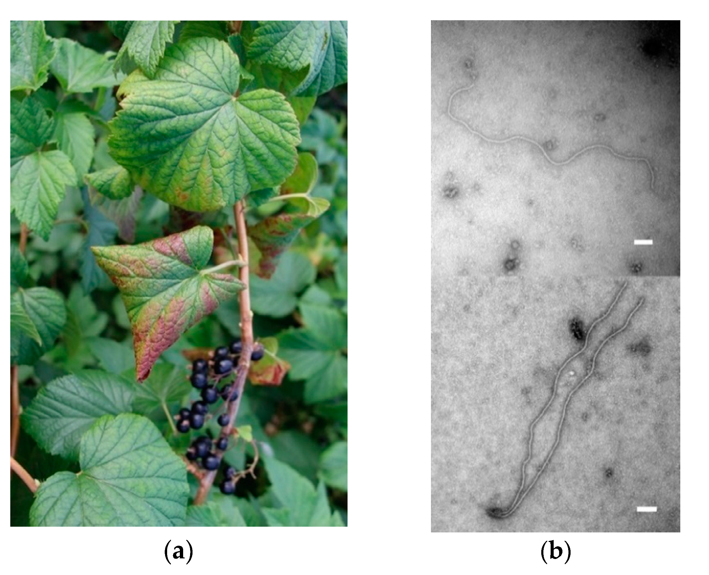 Viruses 10 00369 g006