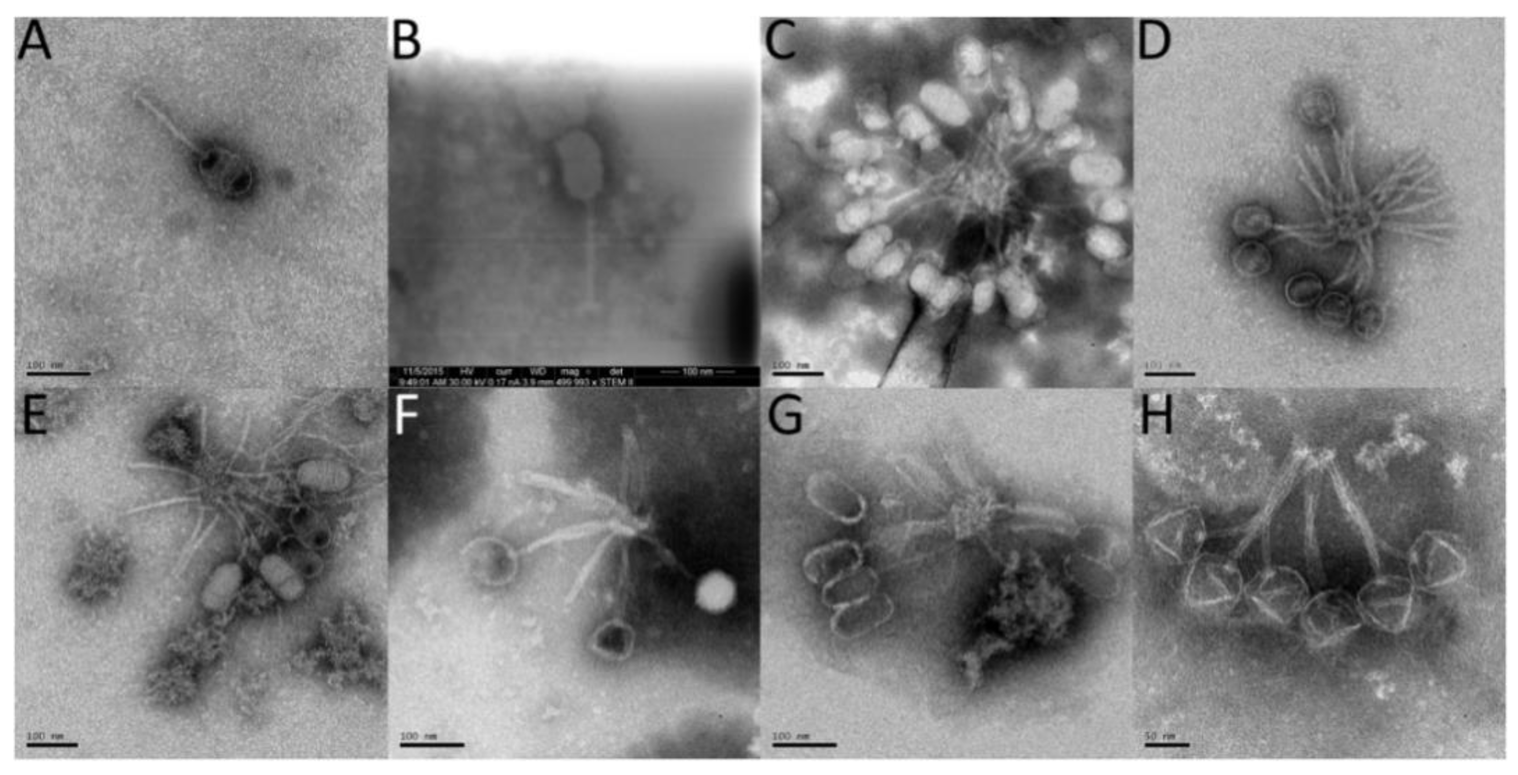 Viruses 10 00377 g012 Viruses 10 00377 g012