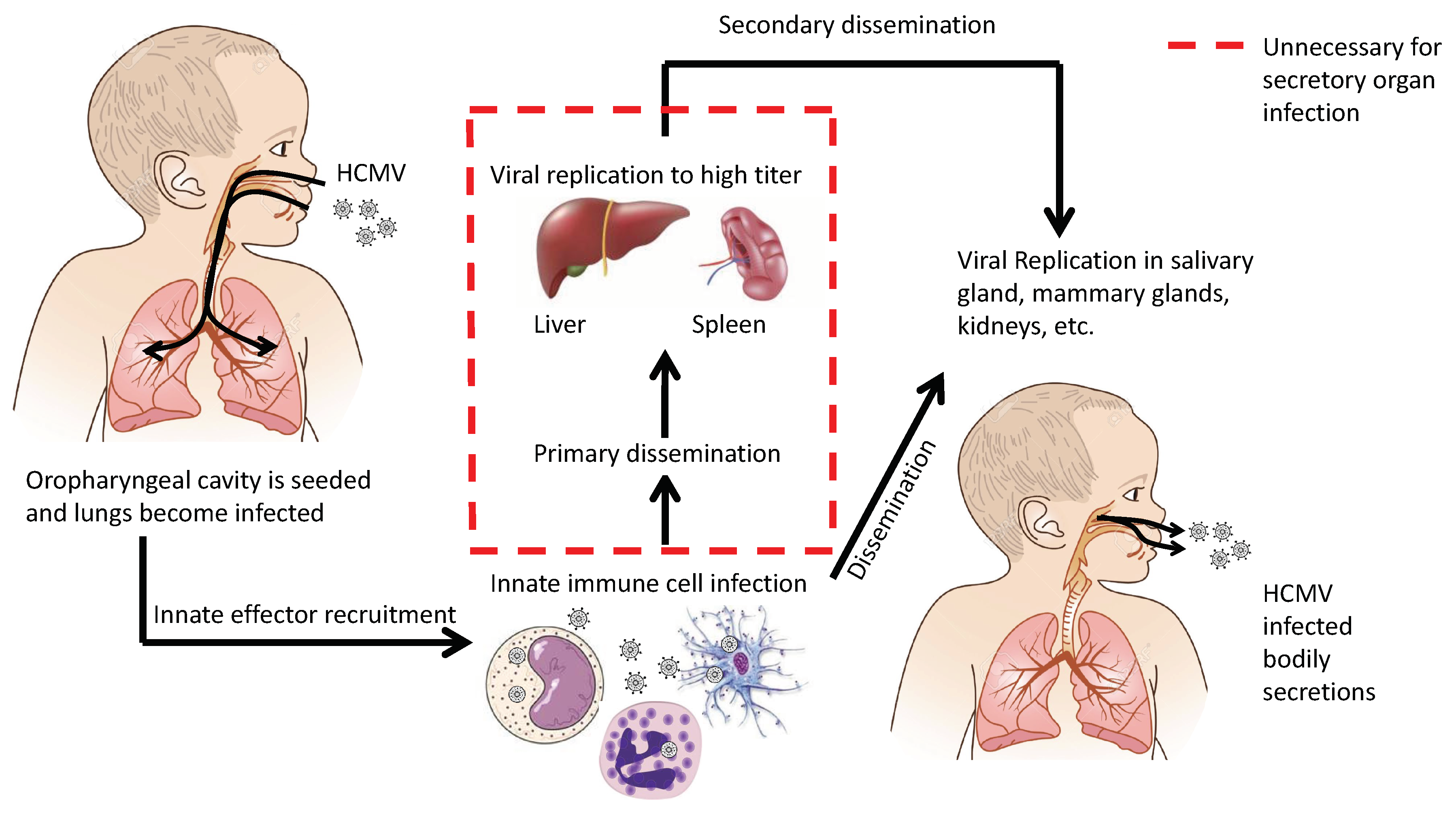 Viruses 10 00383 g003