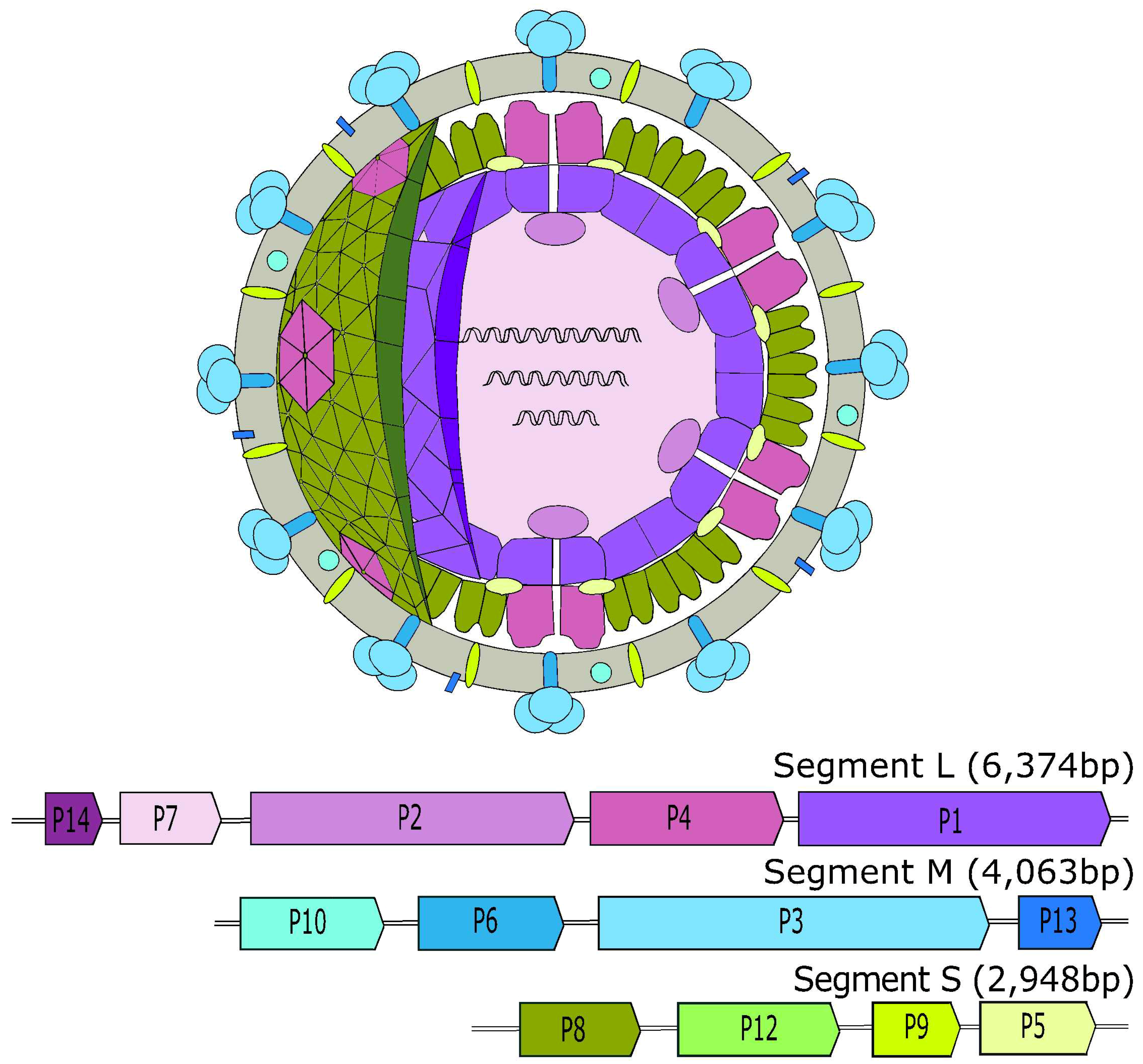 Viruses 10 00386 g001 Viruses 10 00386 g001
