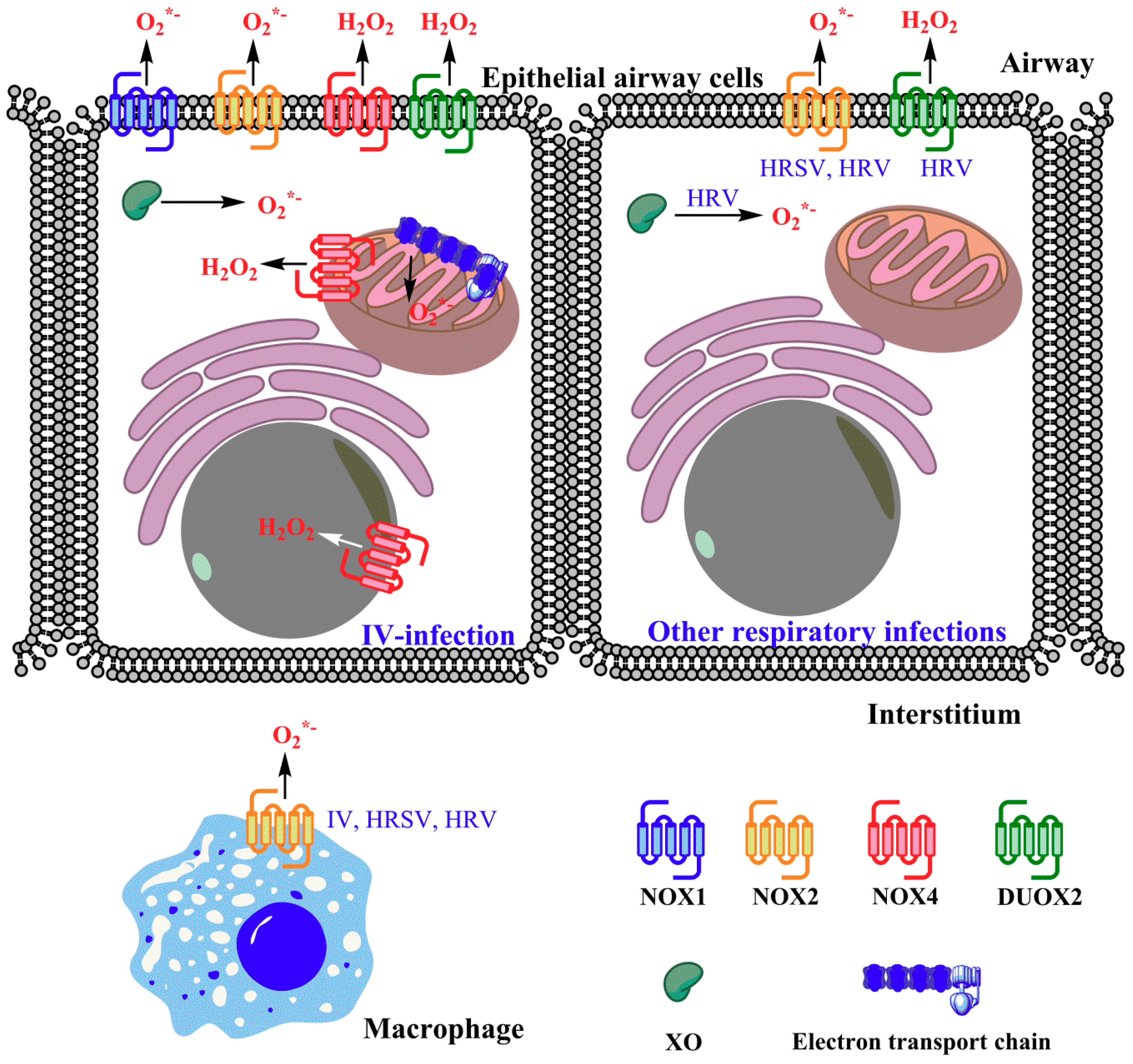 Viruses 10 00392 g001