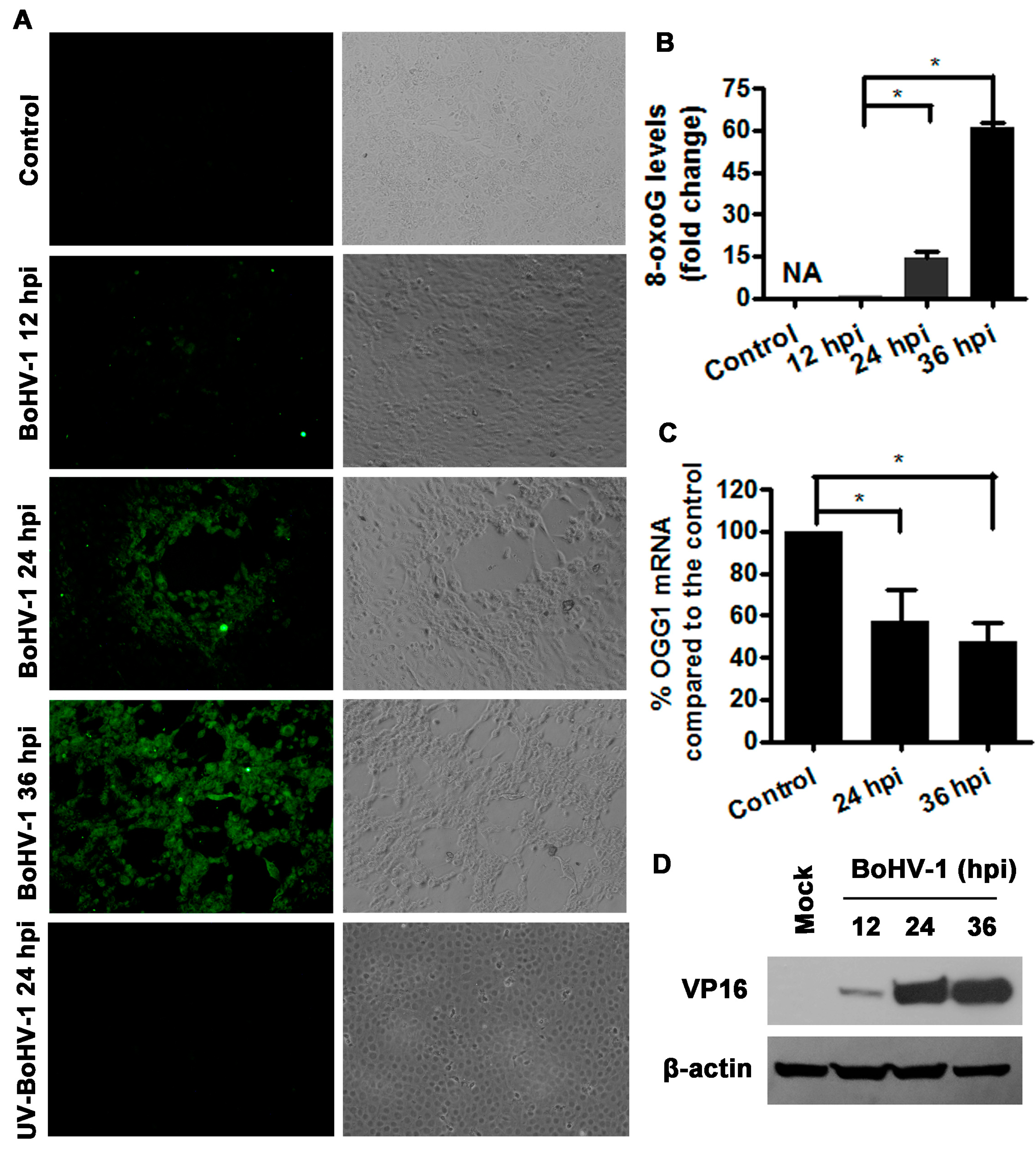 Viruses 10 00393 g003