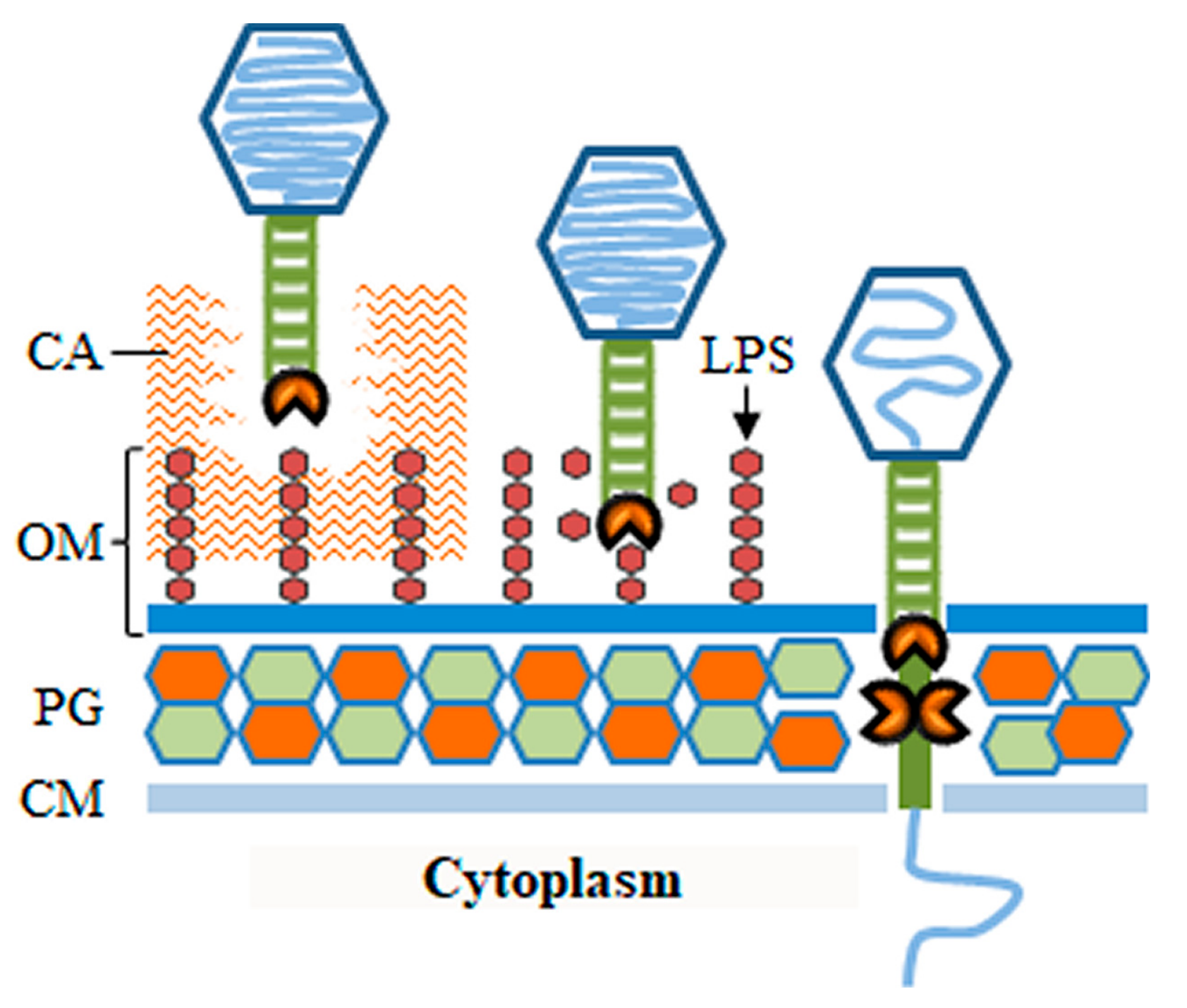 Viruses 10 00396 g003