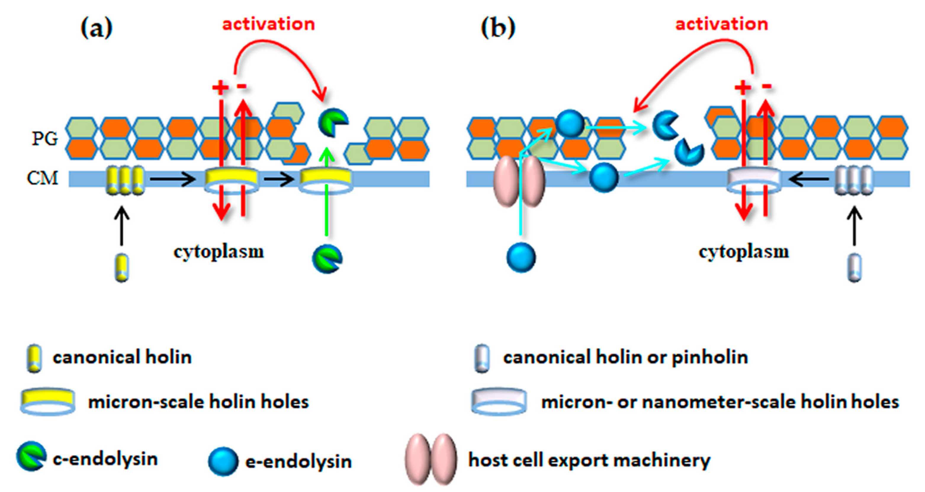 Viruses 10 00396 g004