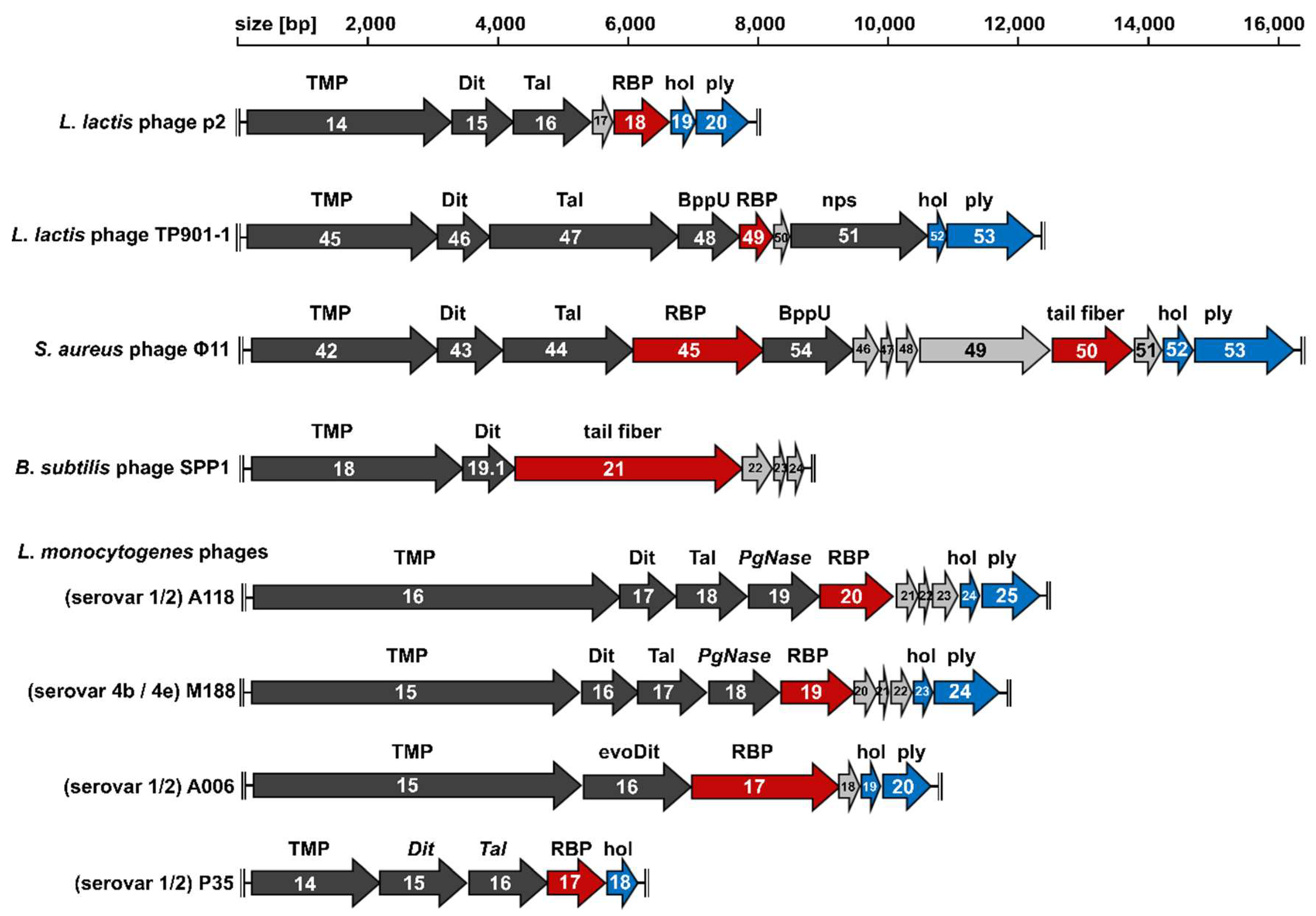 Viruses 10 00397 g002