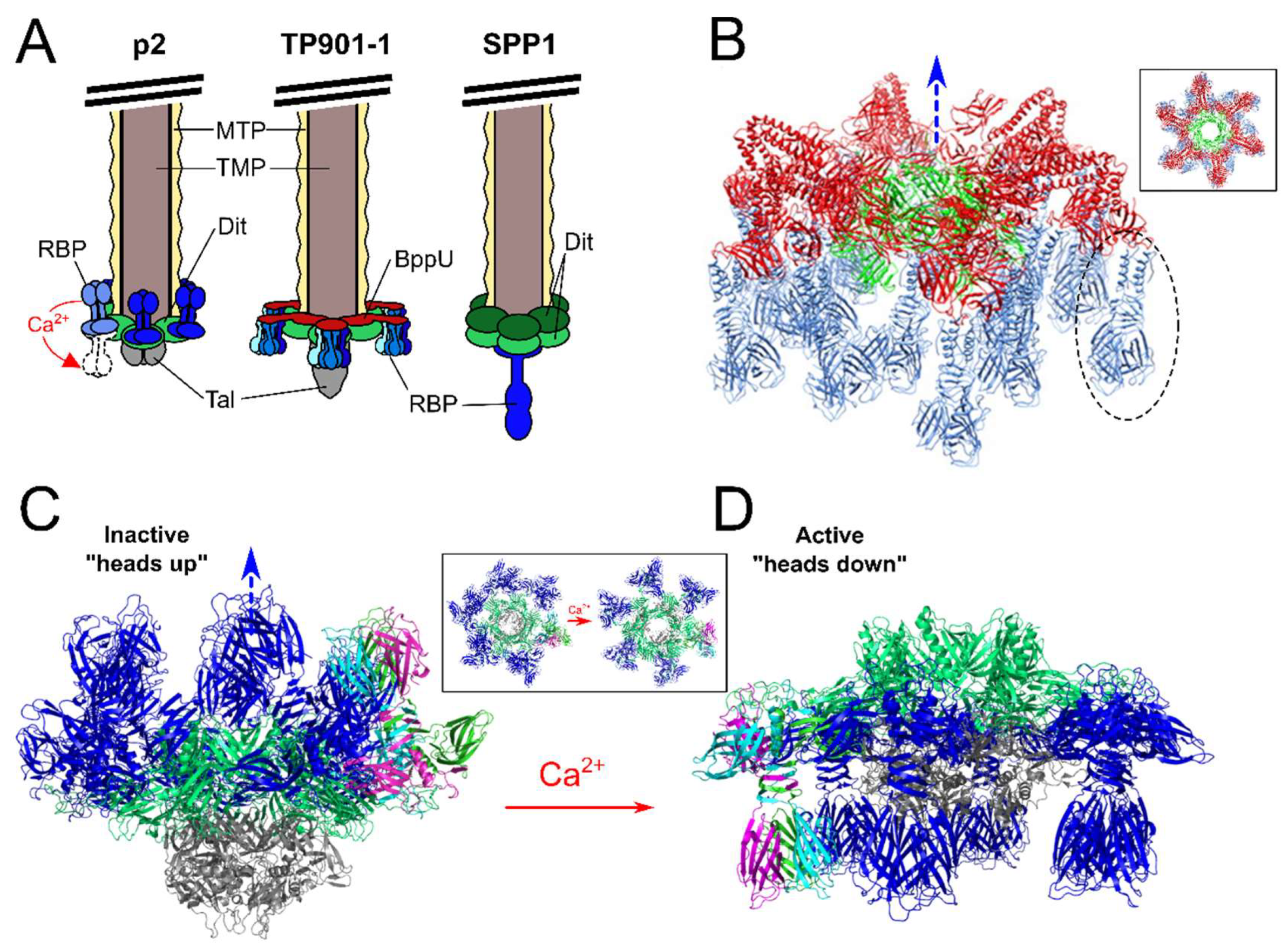Viruses 10 00397 g004