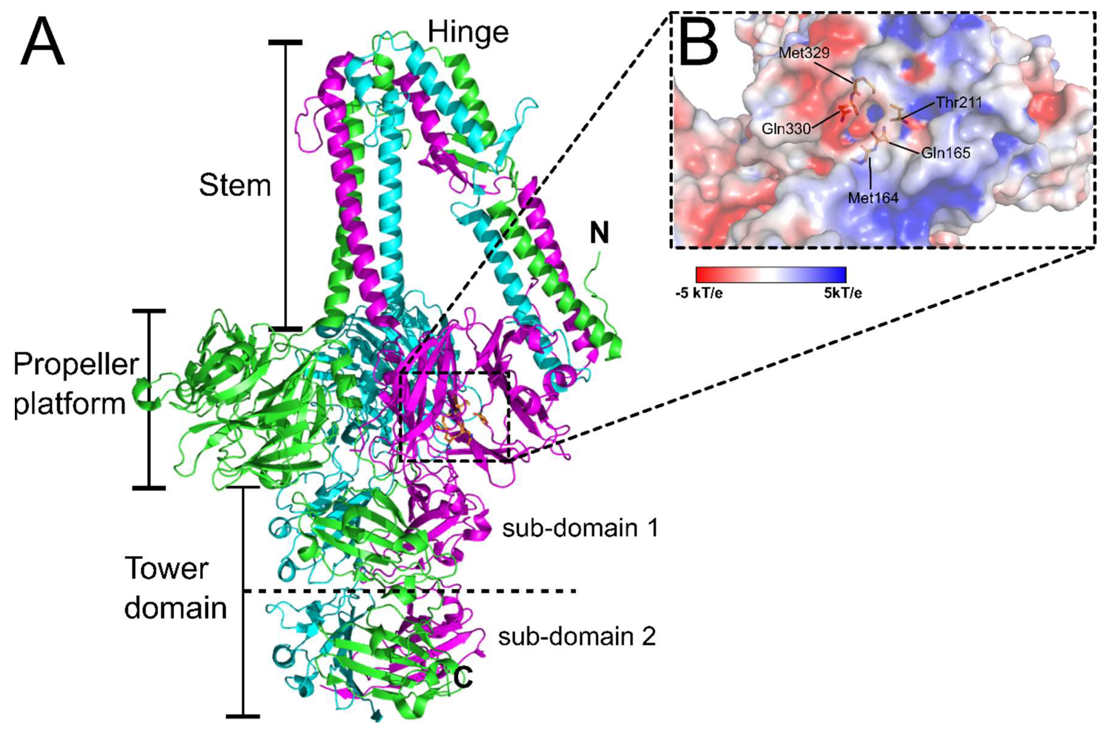 Viruses 10 00397 g006