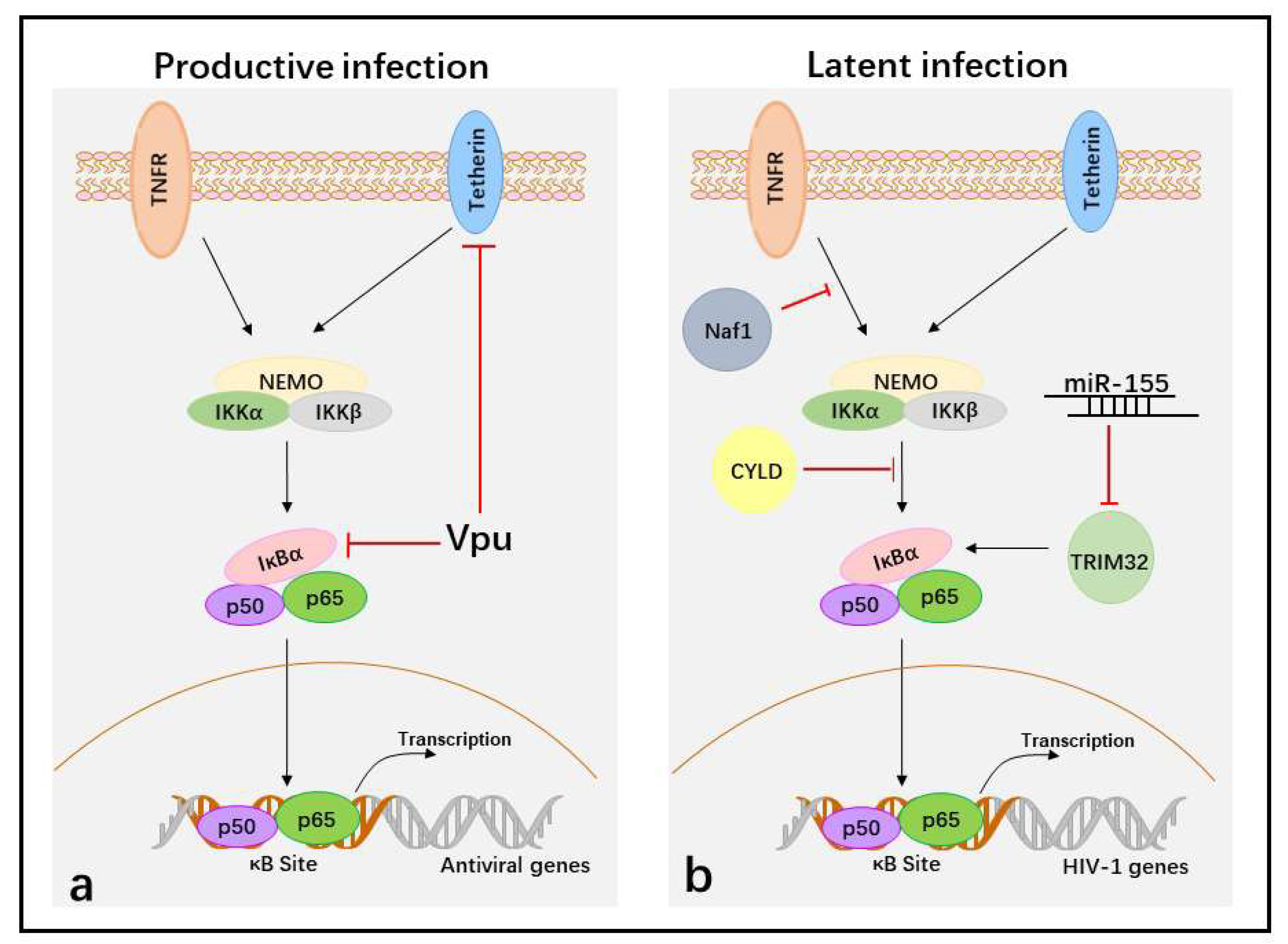 Viruses 10 00409 g002 Viruses 10 00409 g002
